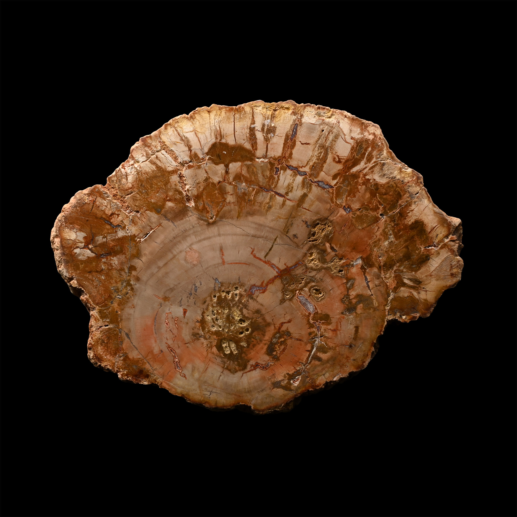 Polished Fossil Tree Slice