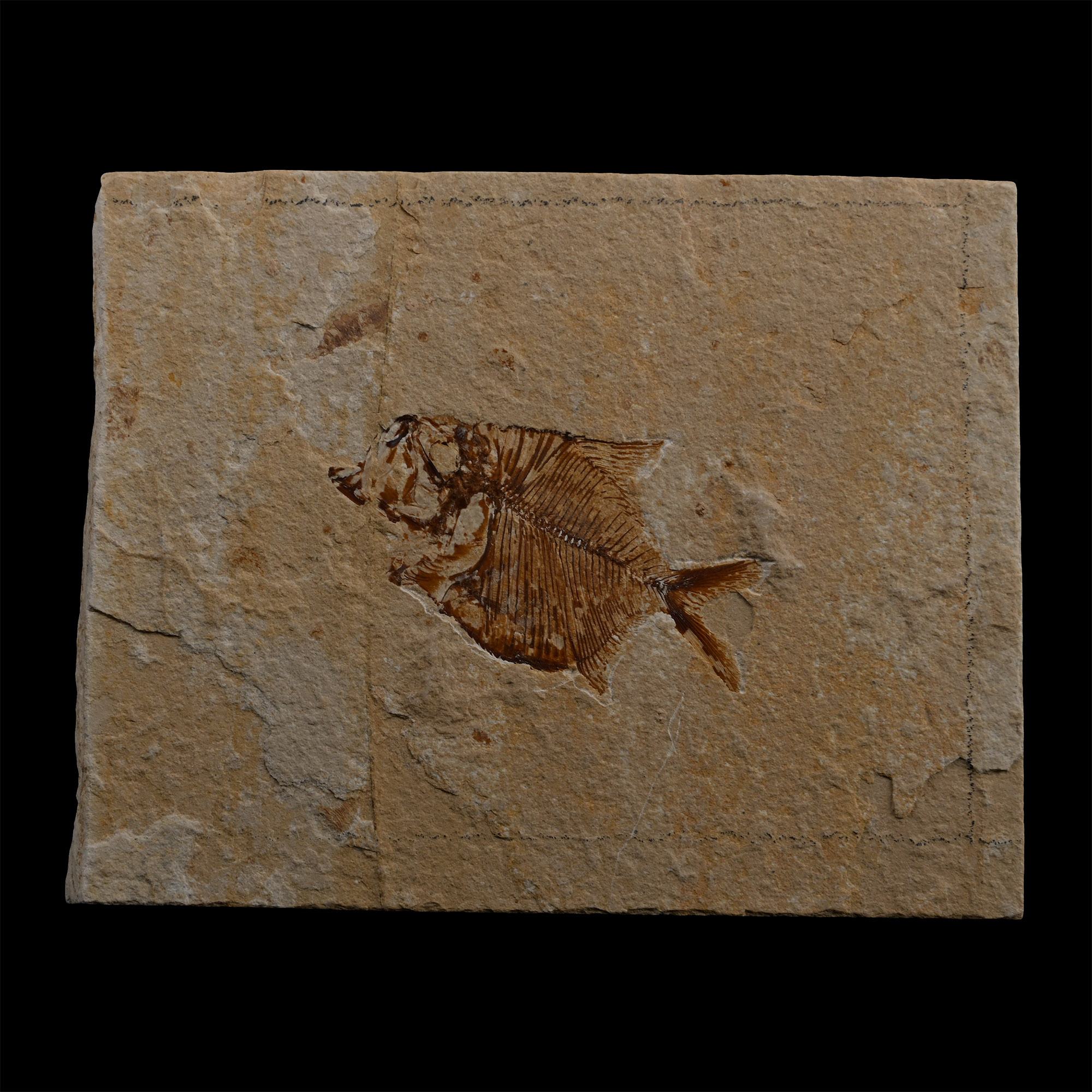 Diplomystus Fossil Fish