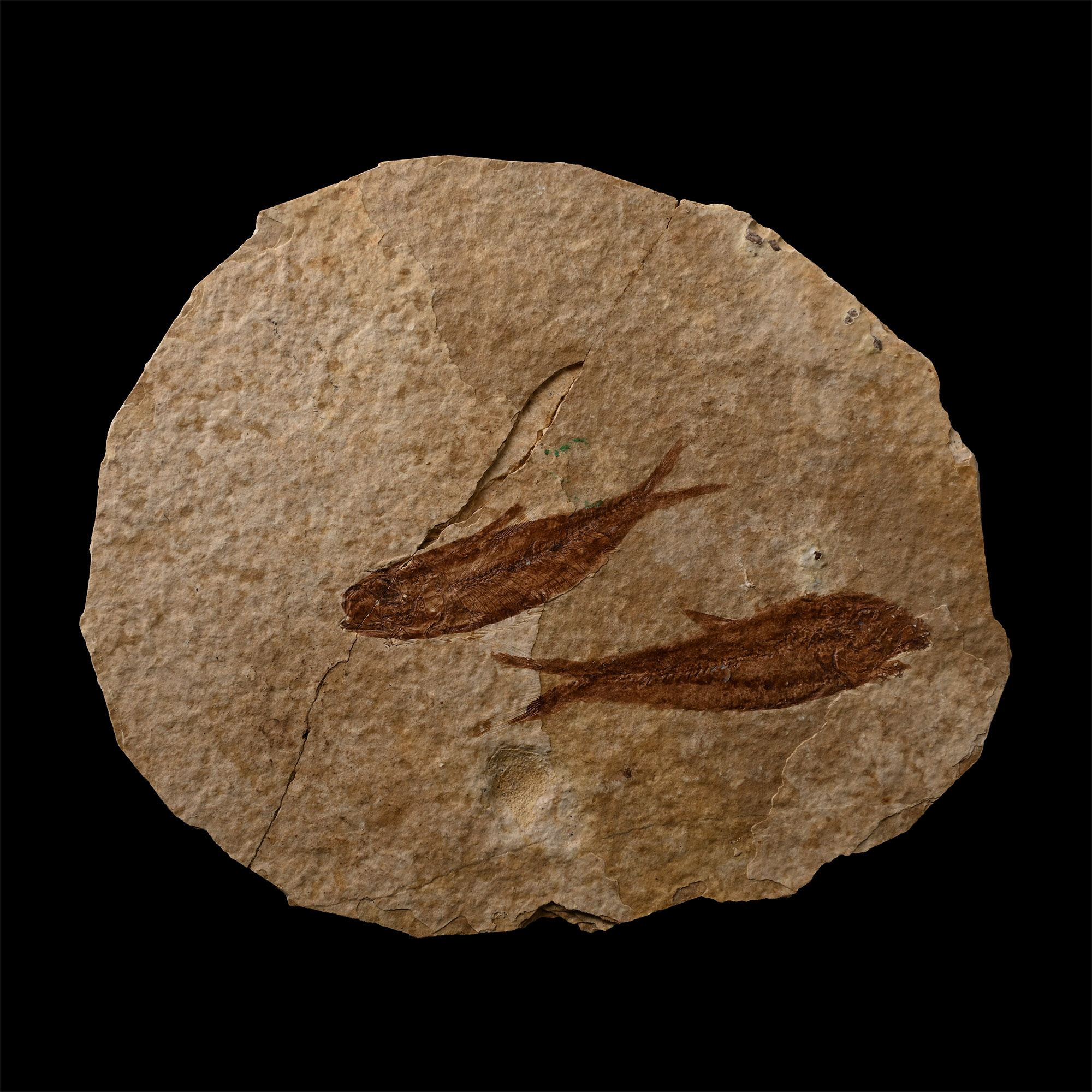 Knightia Double Fossil Fish Plate
