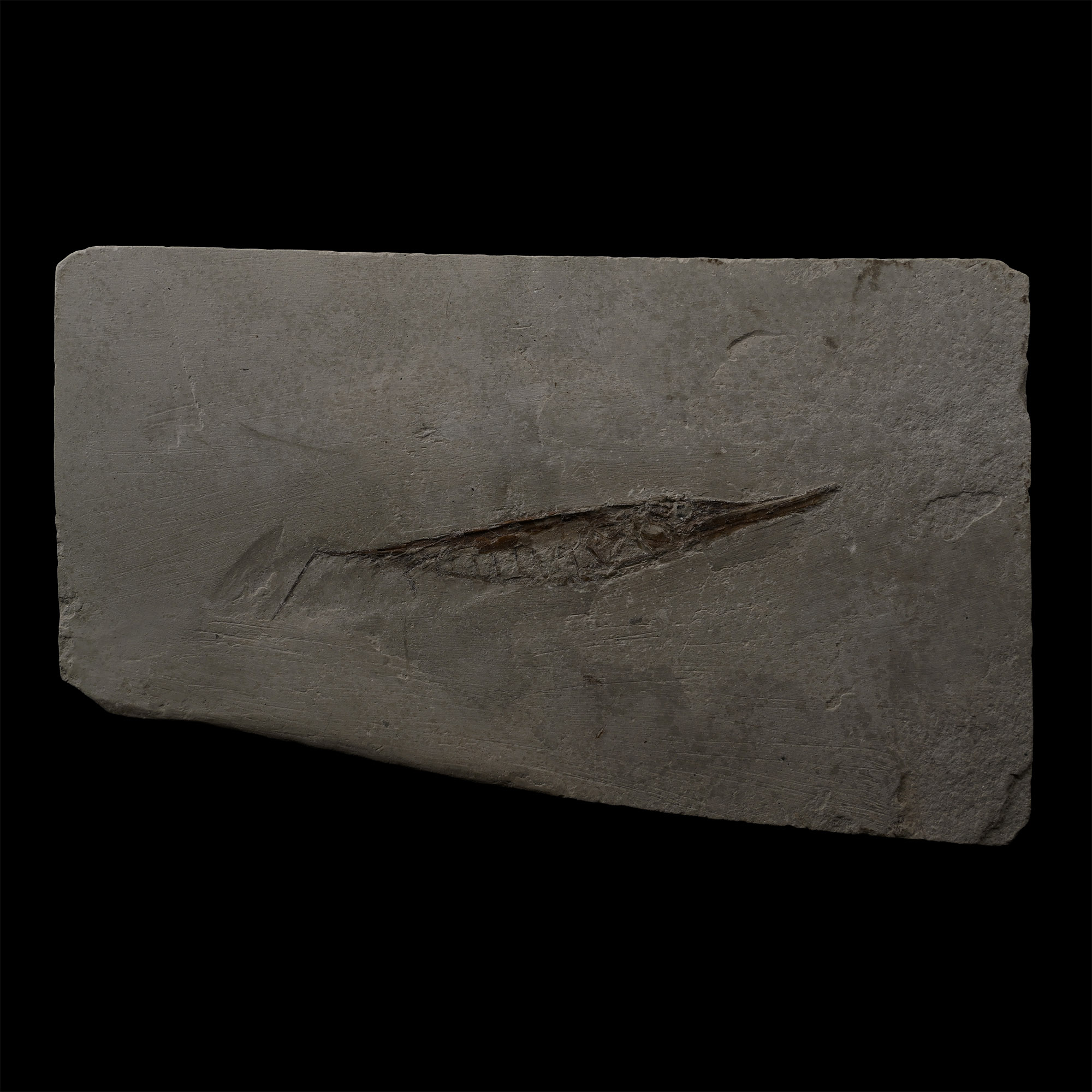 Fossil Italian Razor Fish on Matrix