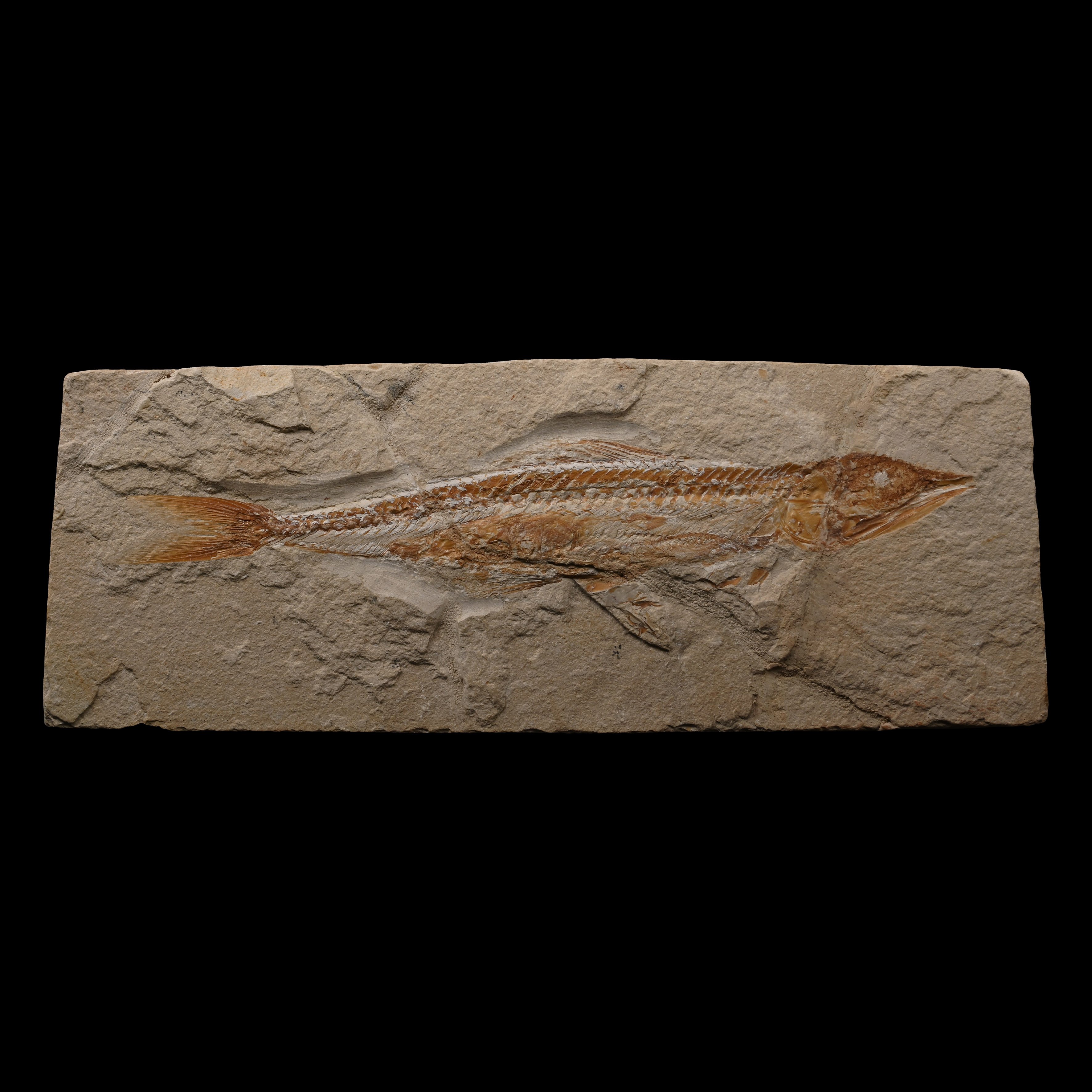 Fossil Prionolepis Fish