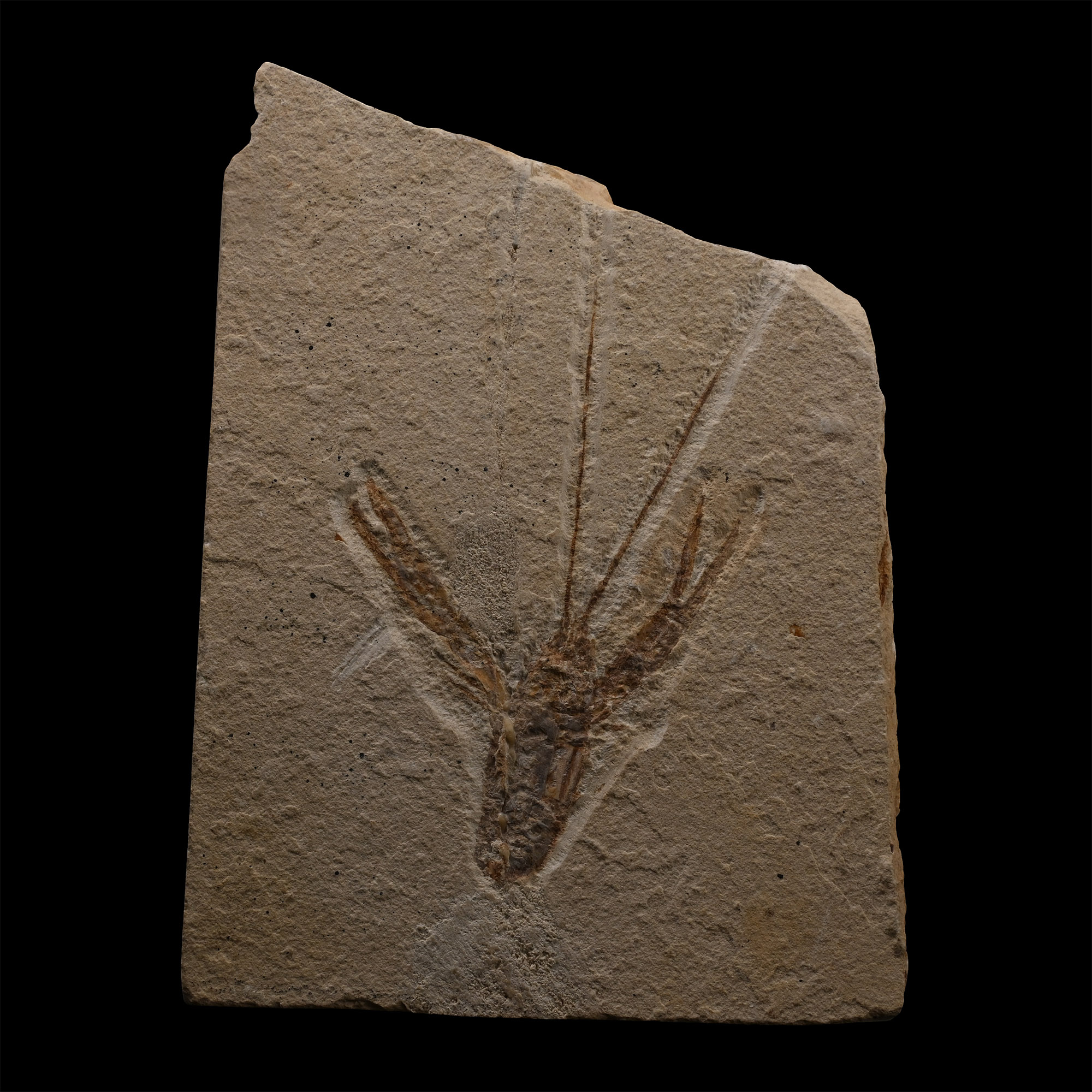 Fossil Lobster on Matrix