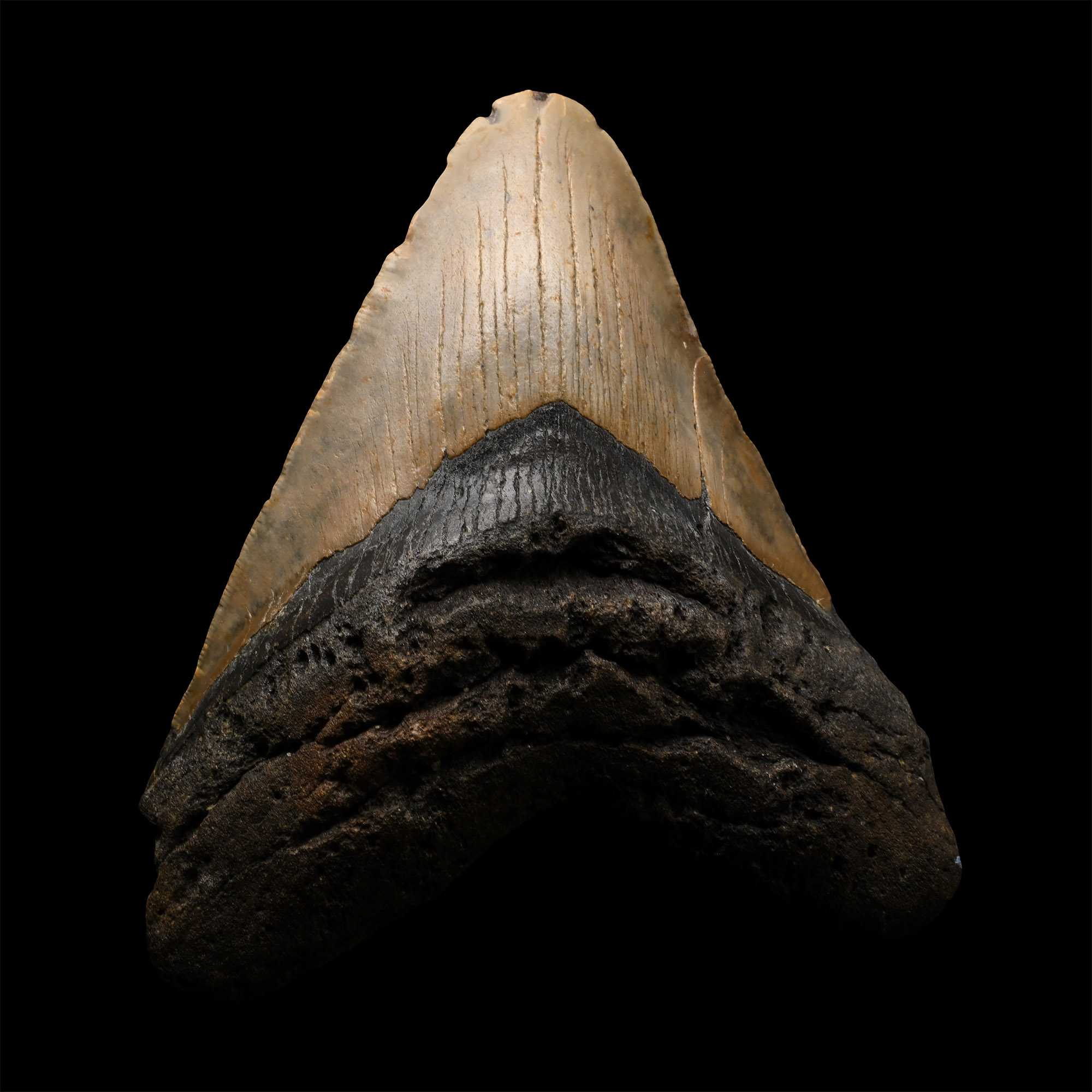 Very Large Megalodon Extinct Giant Shark's Fossil Tooth