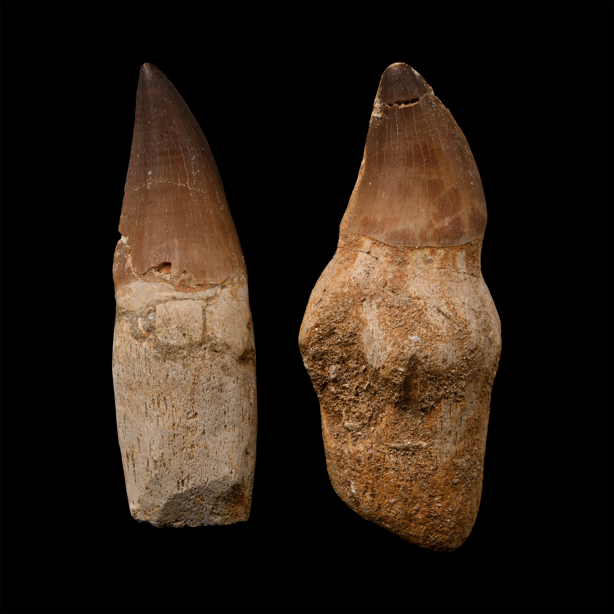 Fossil Mosasaur 'Marine Dinosaur' Tooth Pair