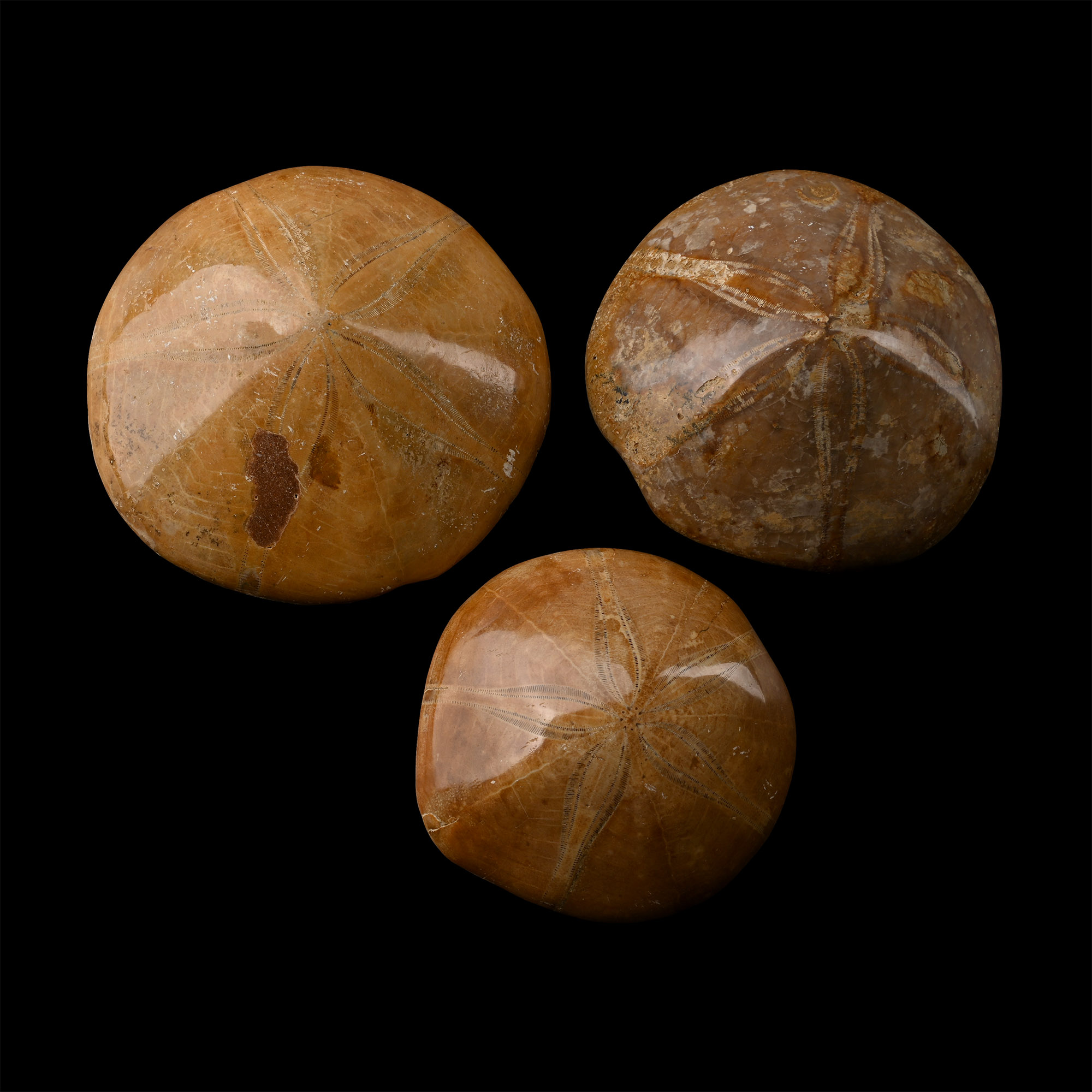 Polished Fossil Sand Dollar Group