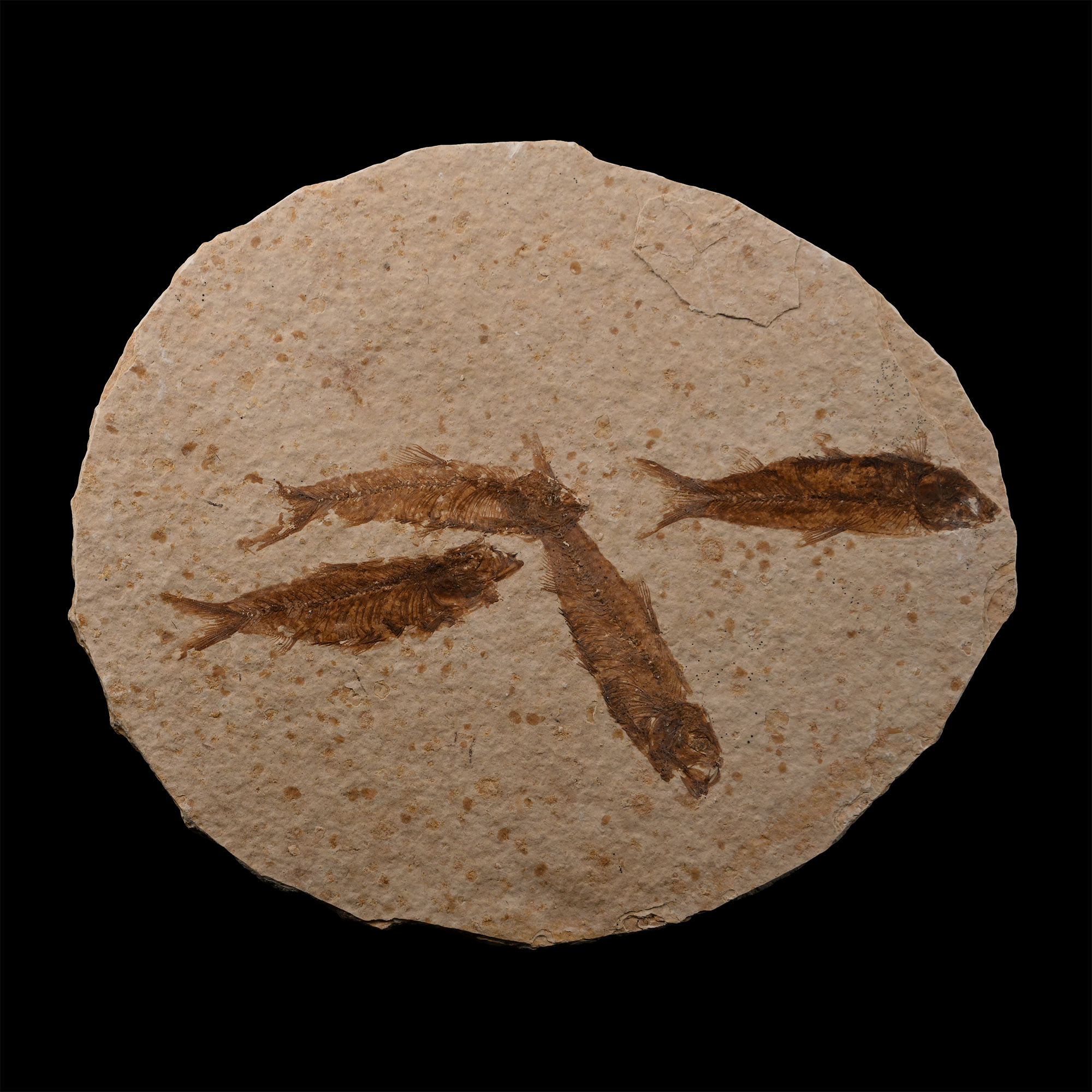 Knightia Multiple Fossil Fish Plate