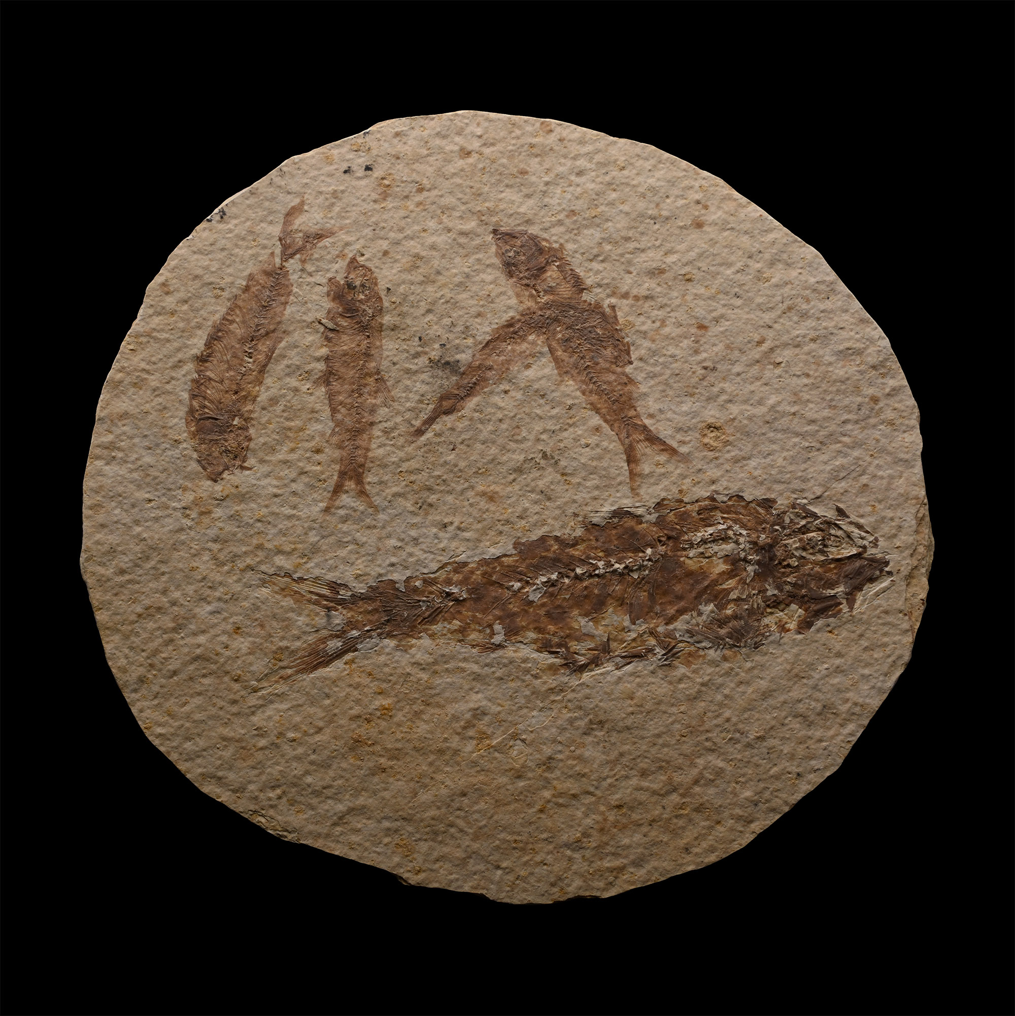 Knightia Multiple Fossil Fish Plate