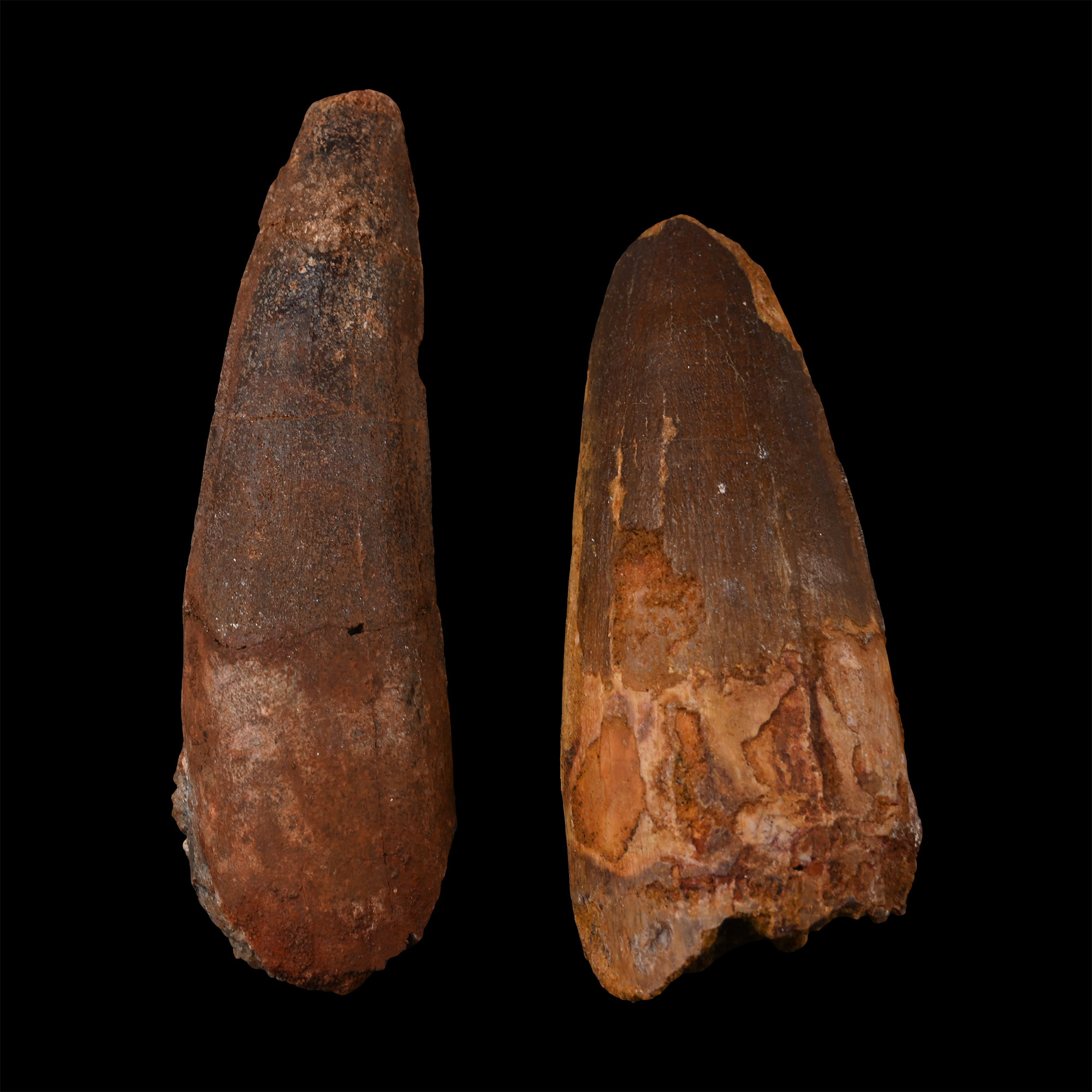 Spinosaurus Dinosaur Fossil Tooth Group
