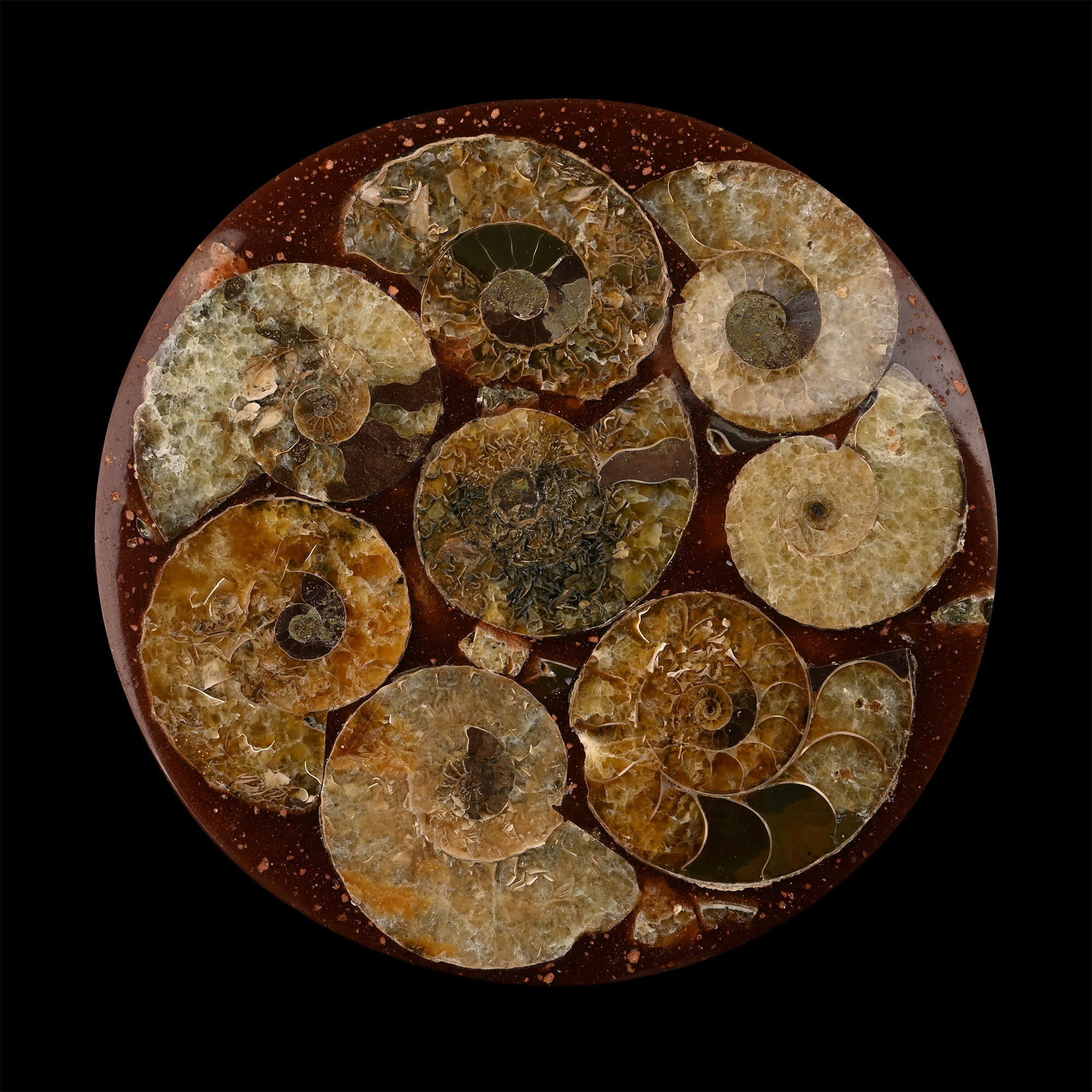 Polished Fossil Ammonite Plate