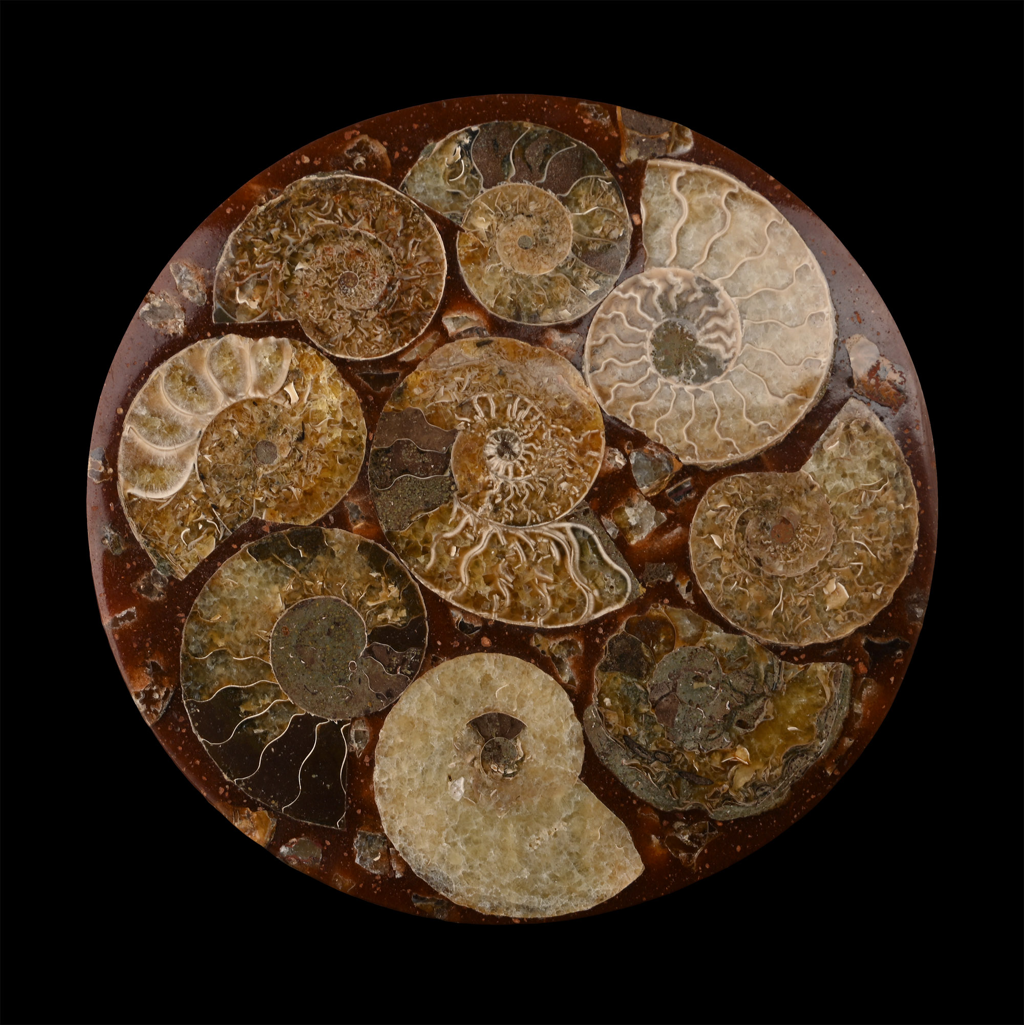 Polished Fossil Ammonite Plate