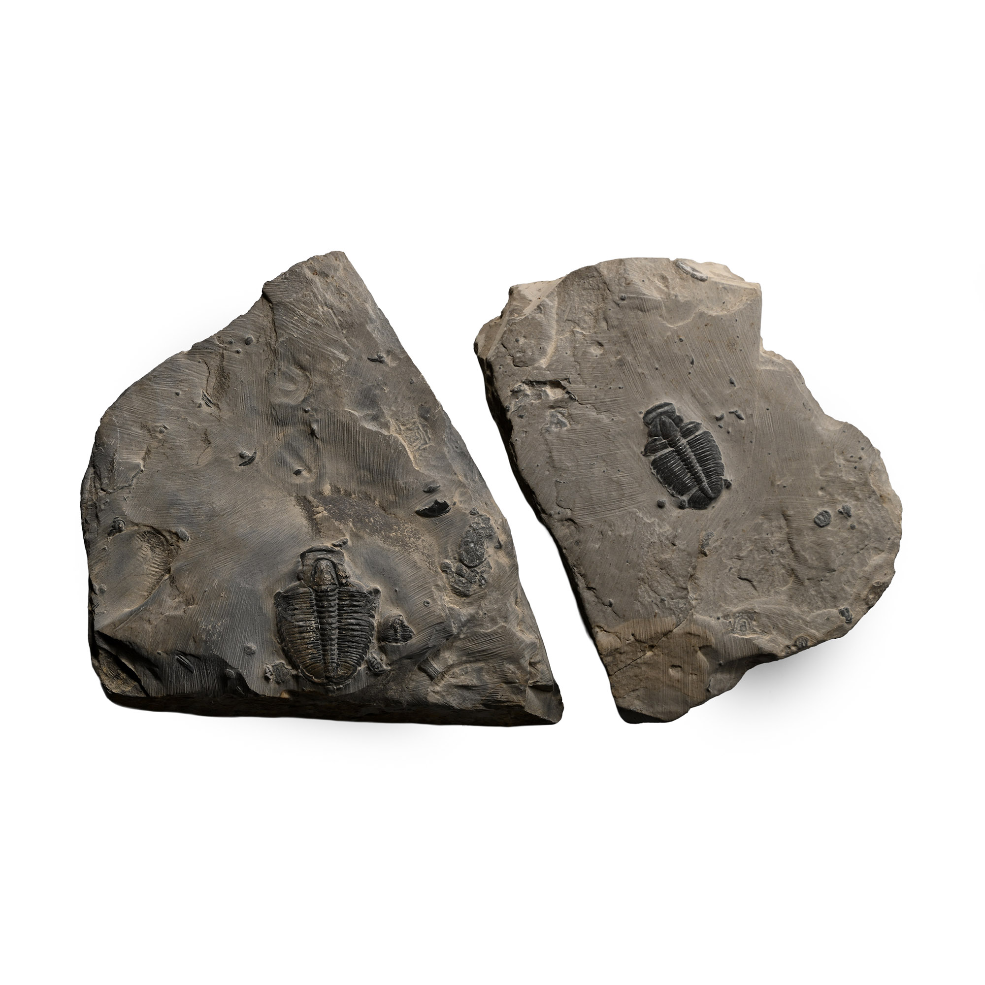 Two Fossil Elrathia Kingii Trilobites on Matrix