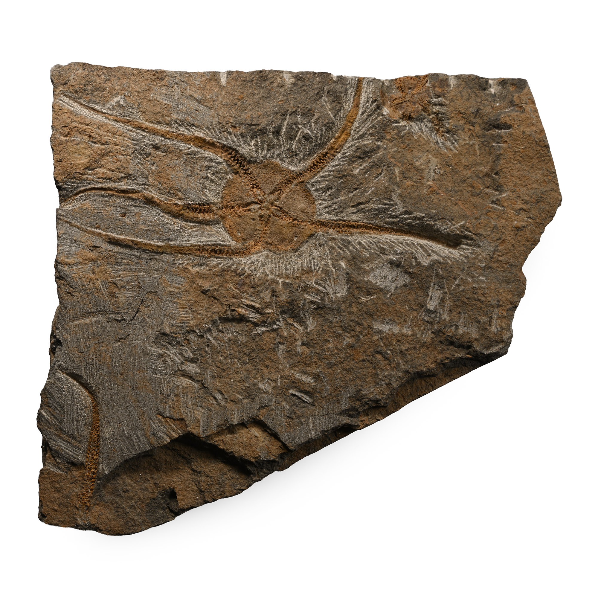 Large Fossil Brittle Star Plate
