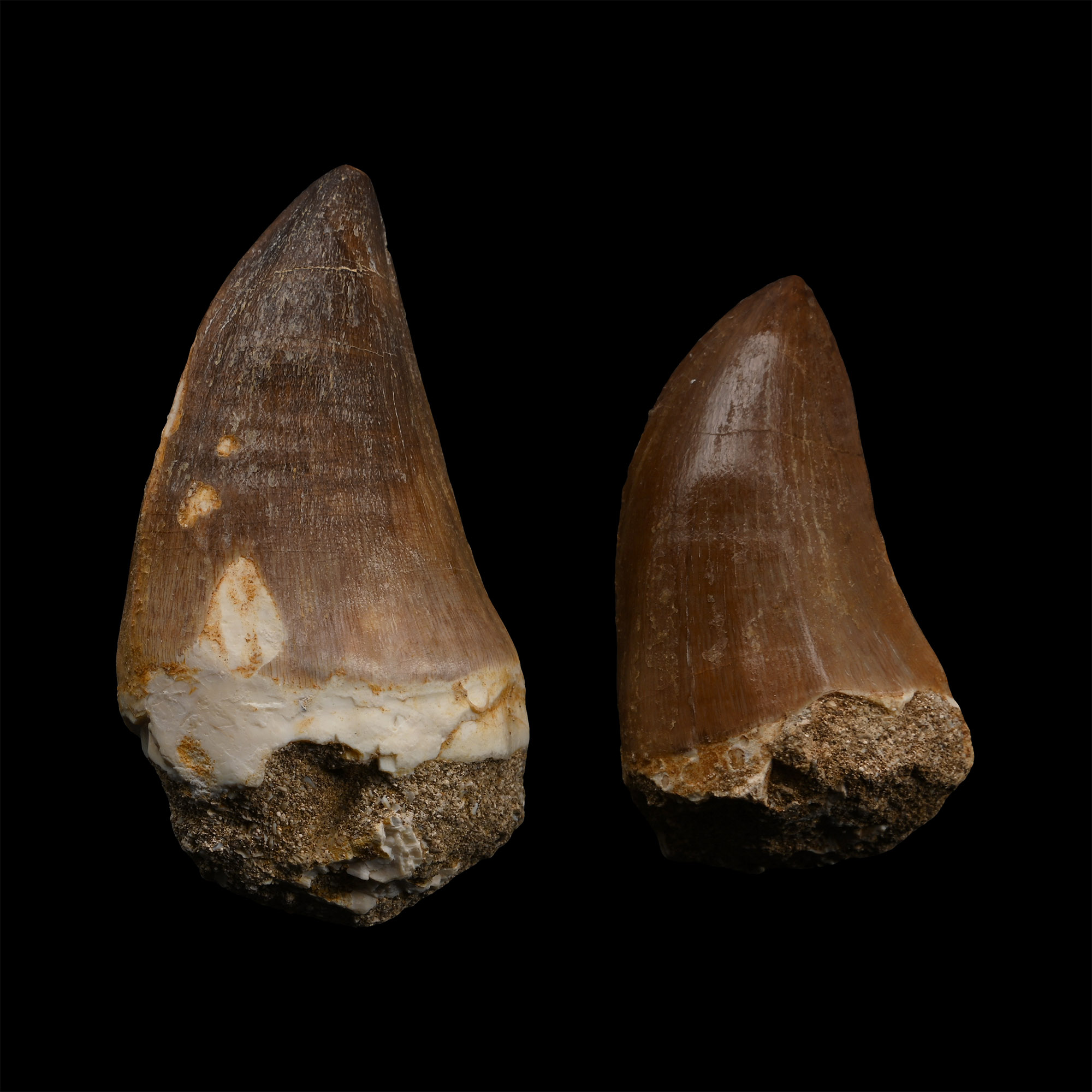 Fossil Mosasaur 'Marine Dinosaur' Teeth