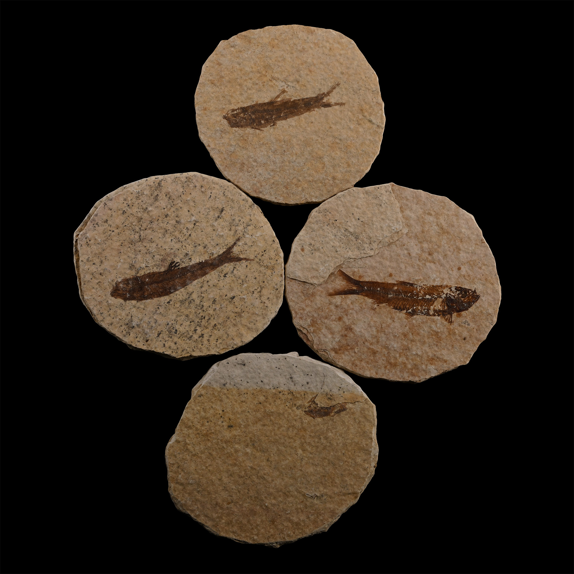 Knightia Fossil Fish Plate Group