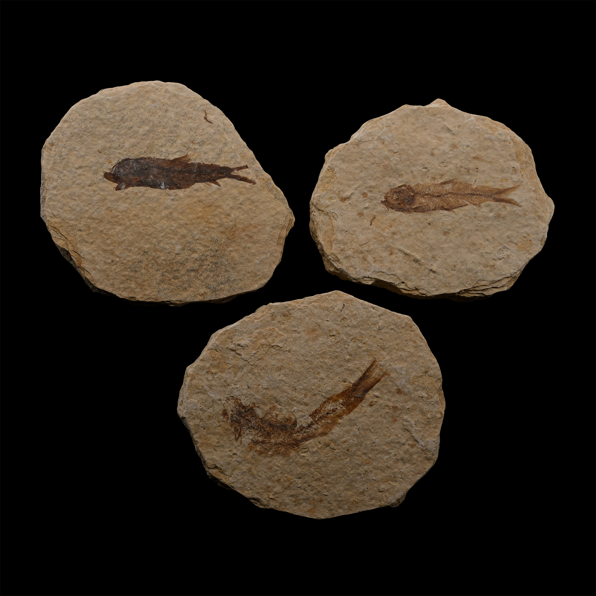 Knightia Fossil Fish Plate Group