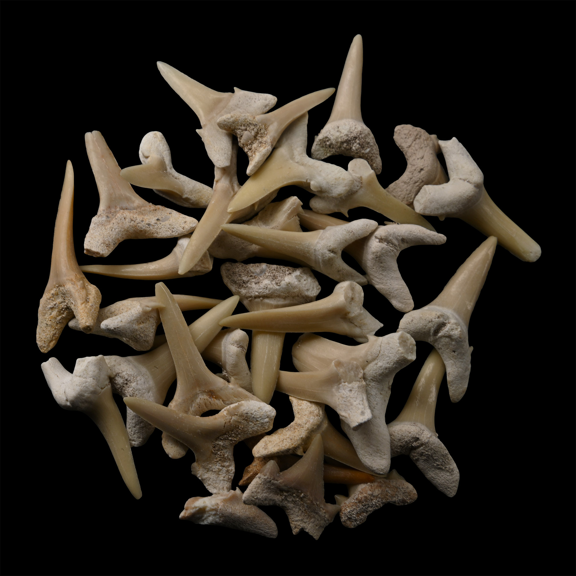Sand Shark Fossil Tooth Group