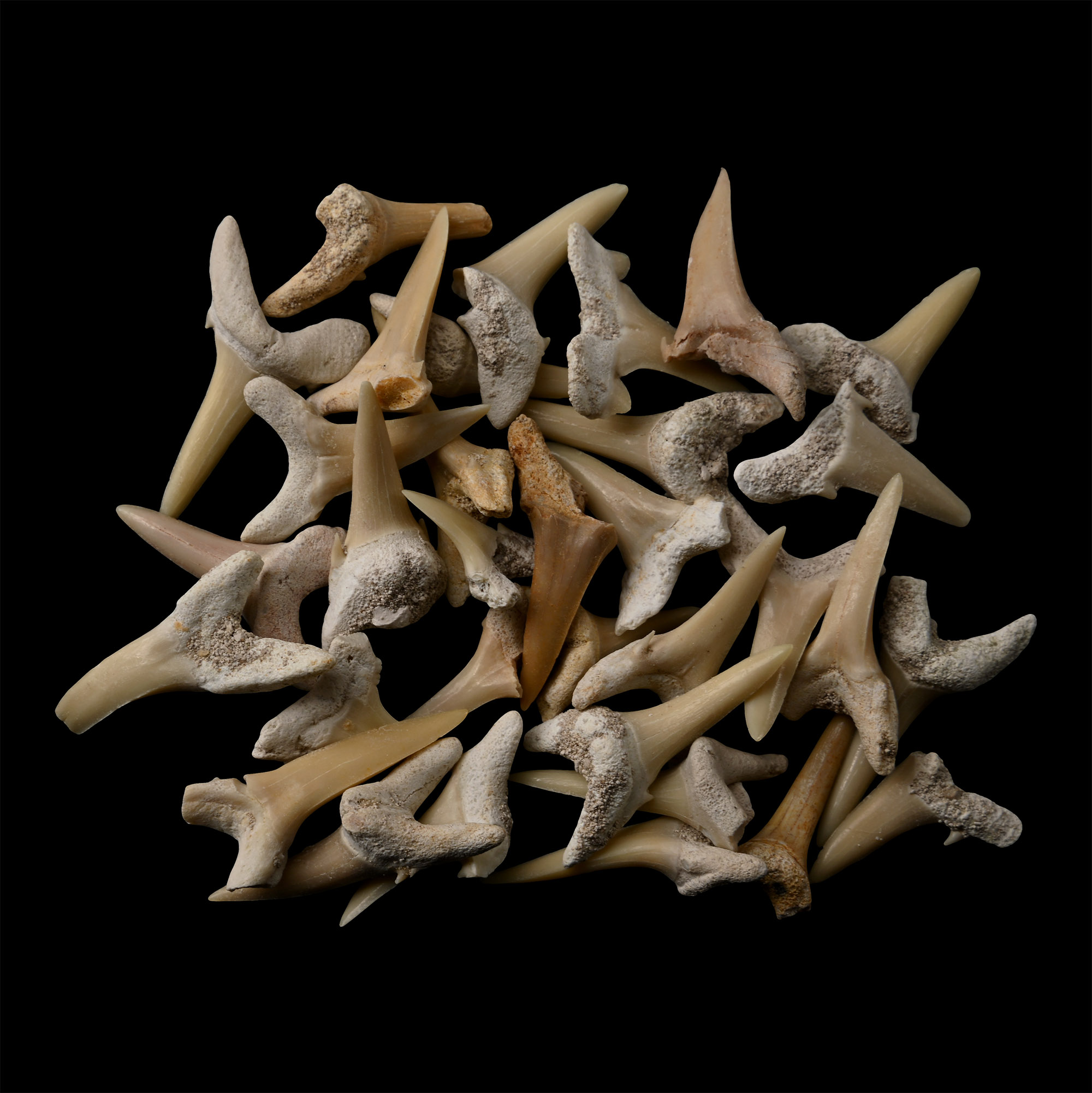 Sand Shark Fossil Tooth Group