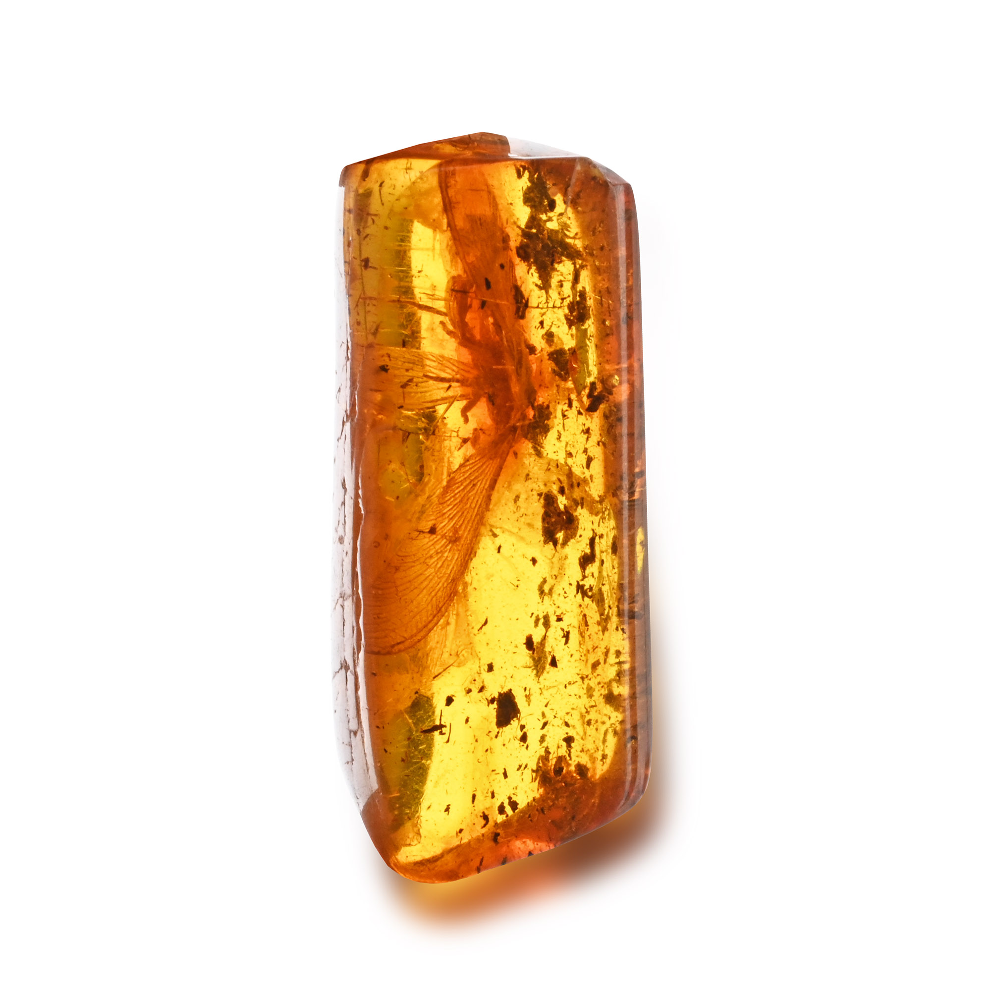Polished Amber with Crane Fly