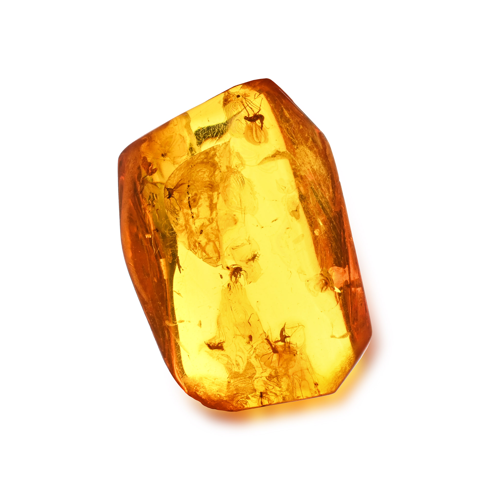 Polished Amber with Midges