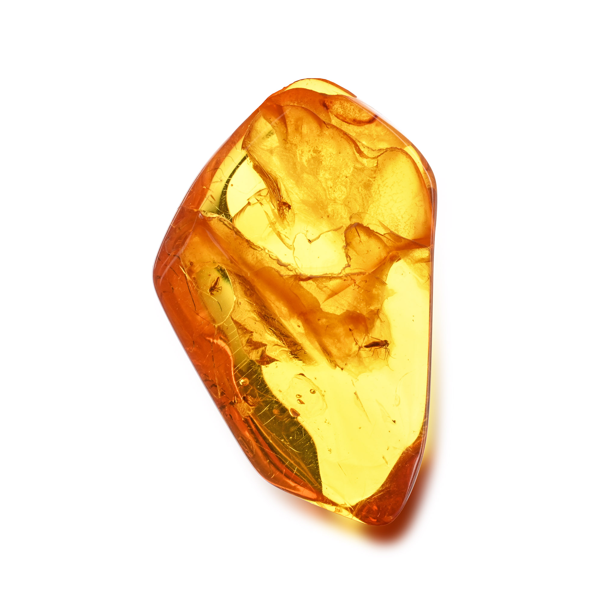 Polished Amber with Midges