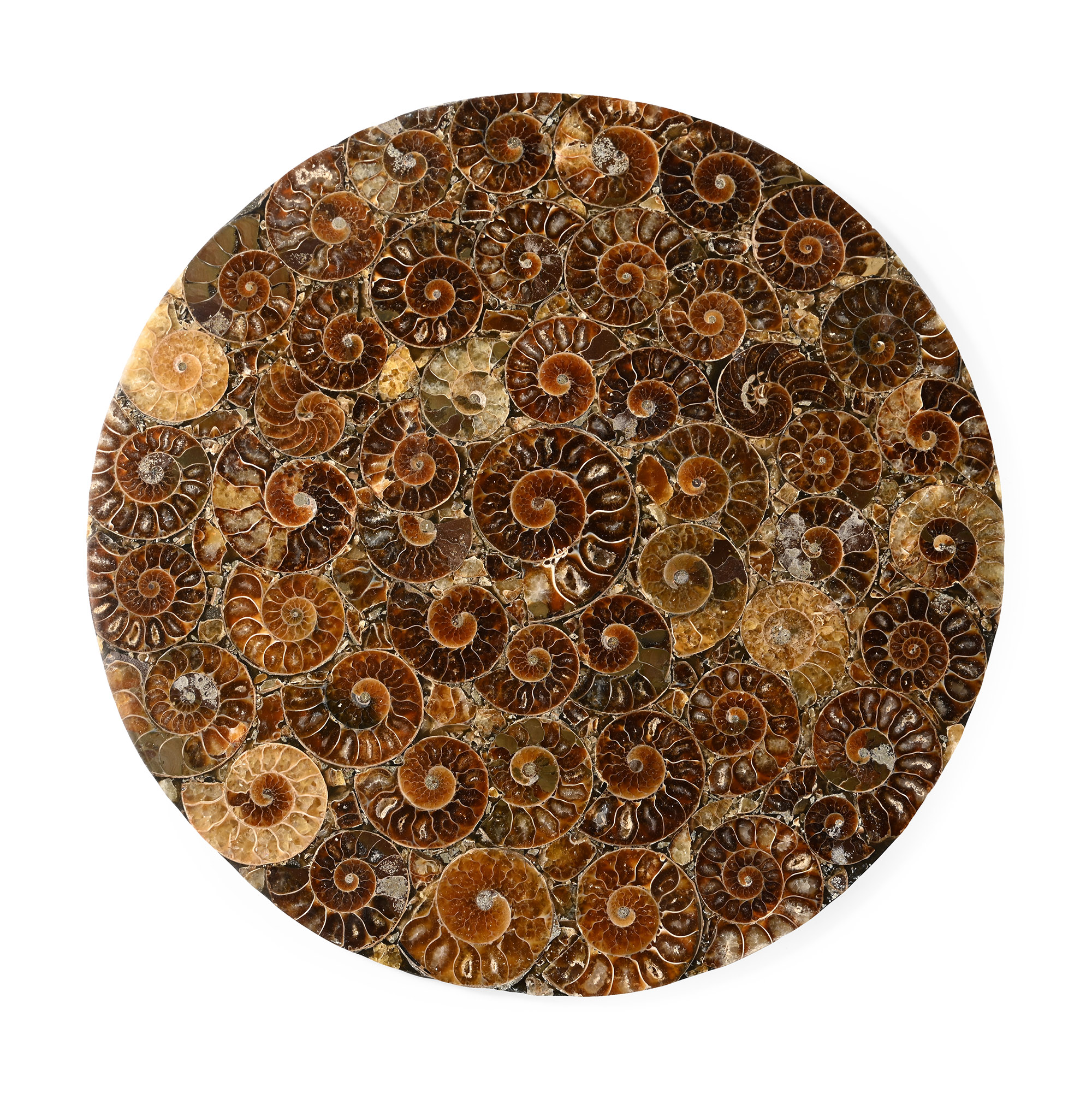 Large Polished Ammonite Platter