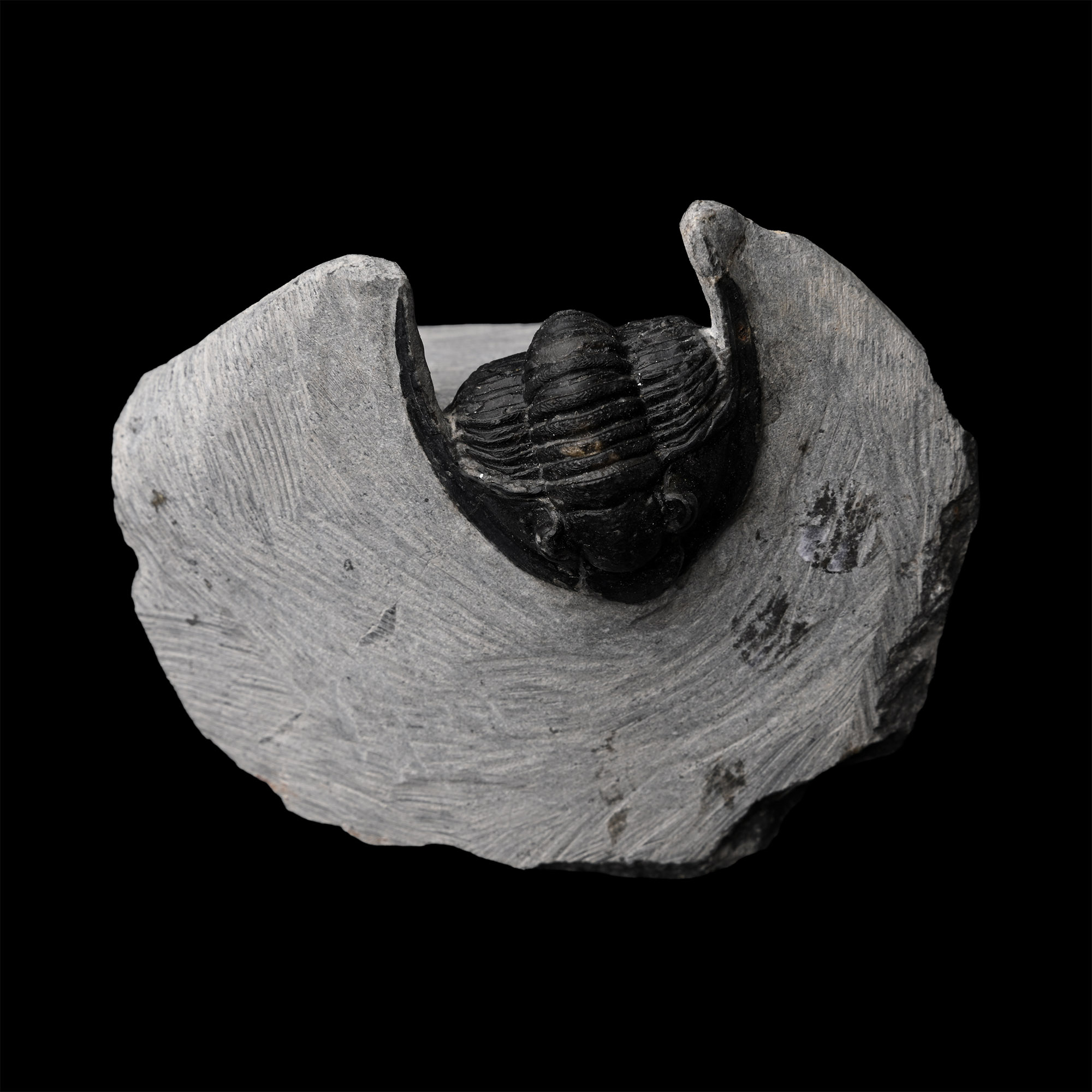 Fossil Cornuproetus Fossil Trilobite on Matrix