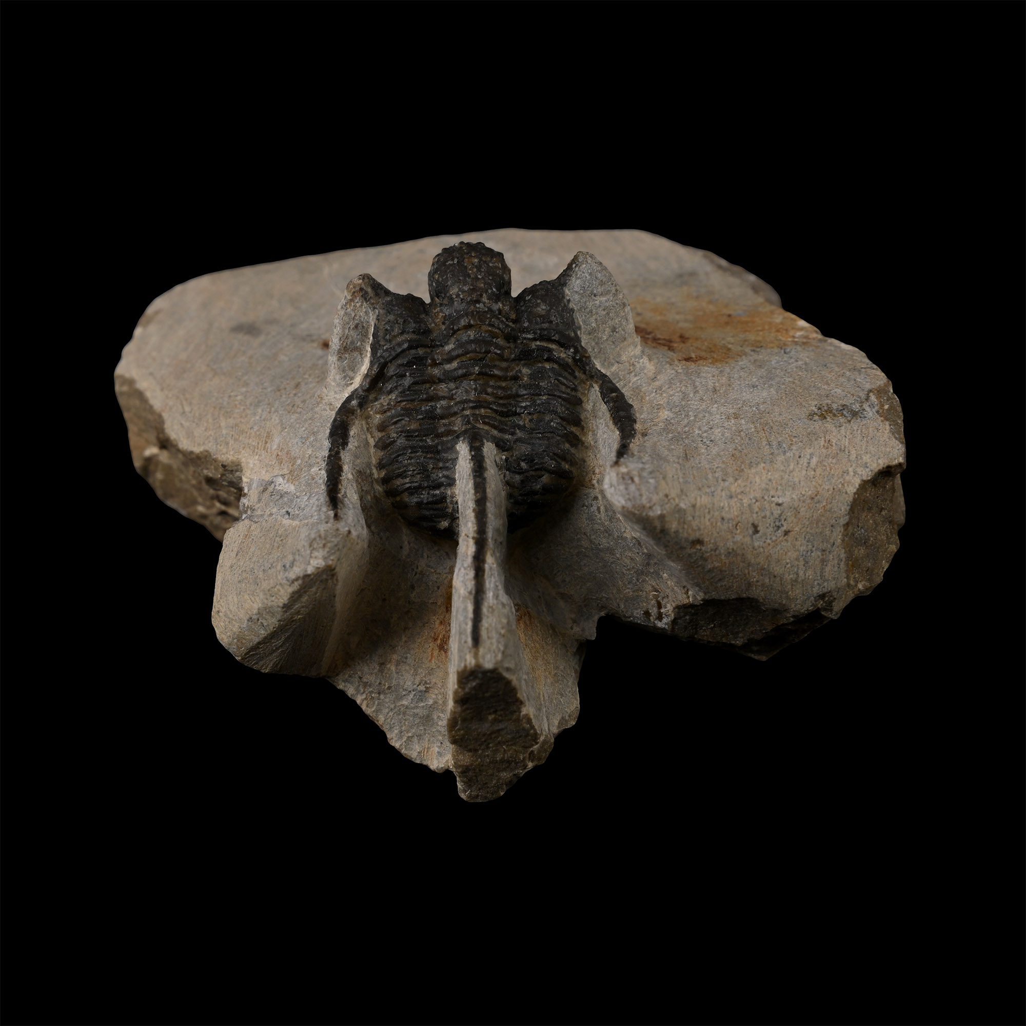 Fossil Otarion Trilobite on Matrix