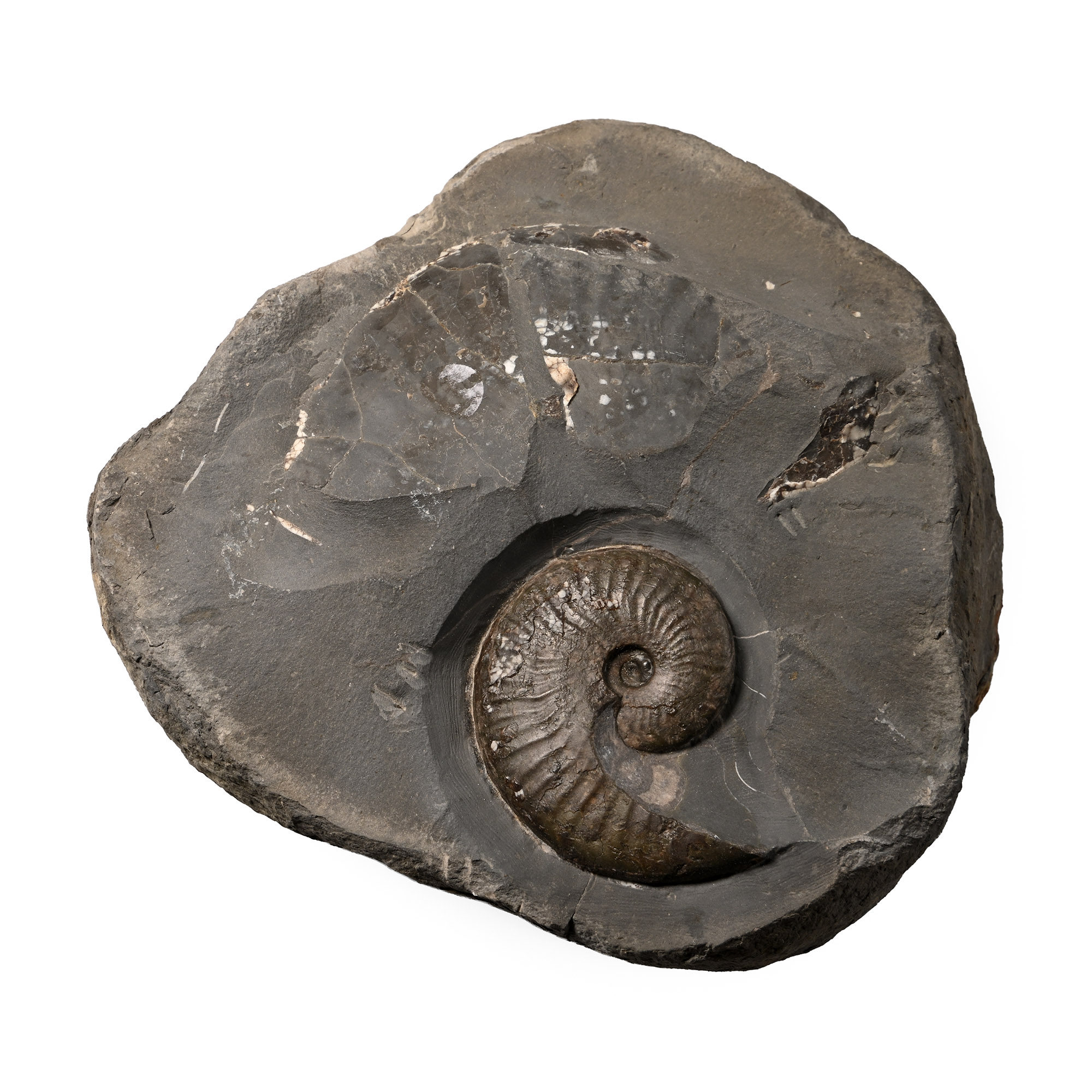 Fossil Ammonite on Matrix