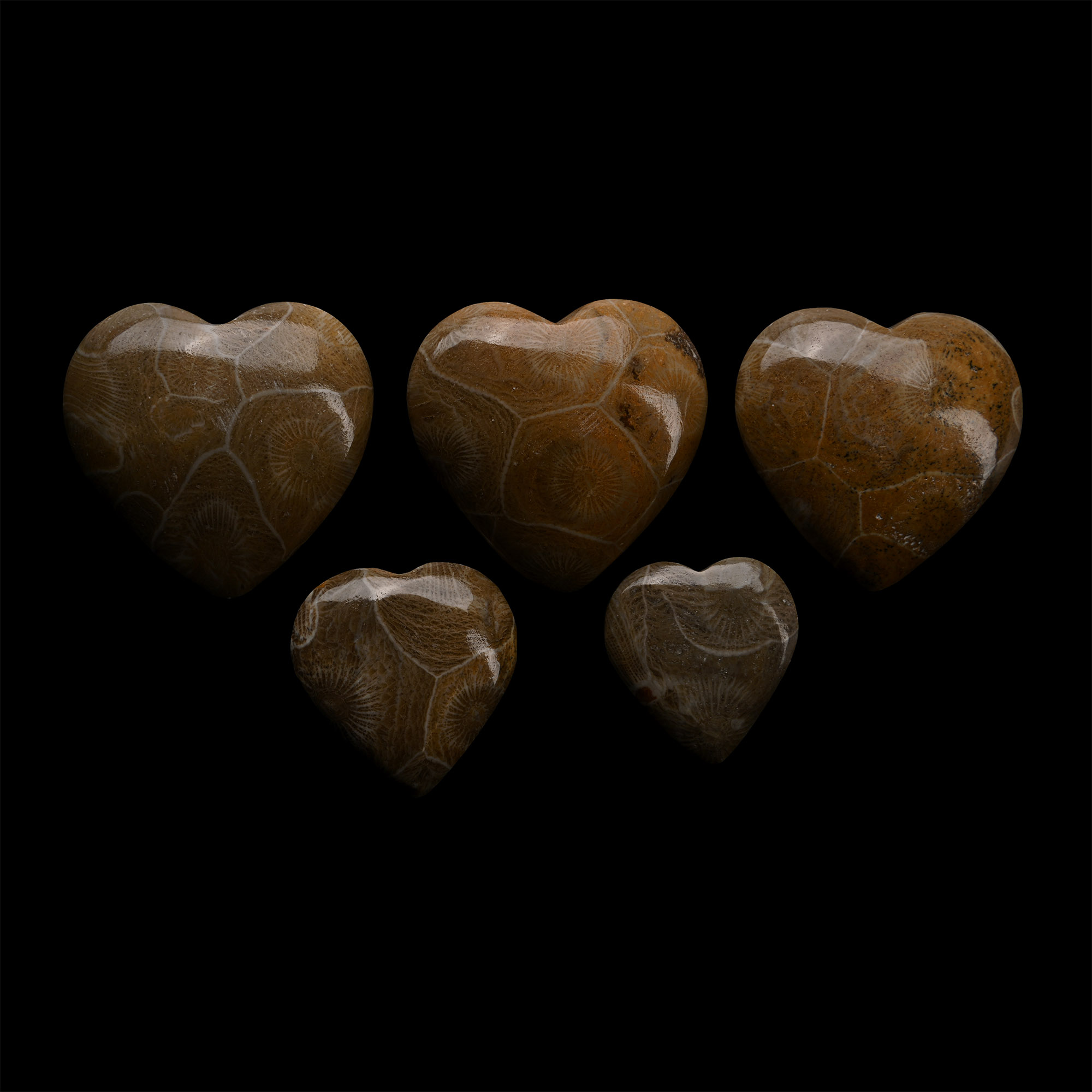 Polished Fossil Coral Head Heart Group