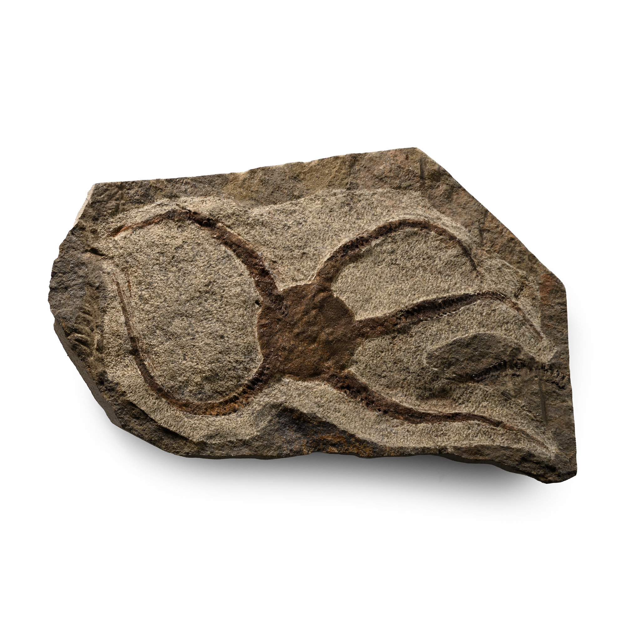 Fossil Brittle Star on Matrix