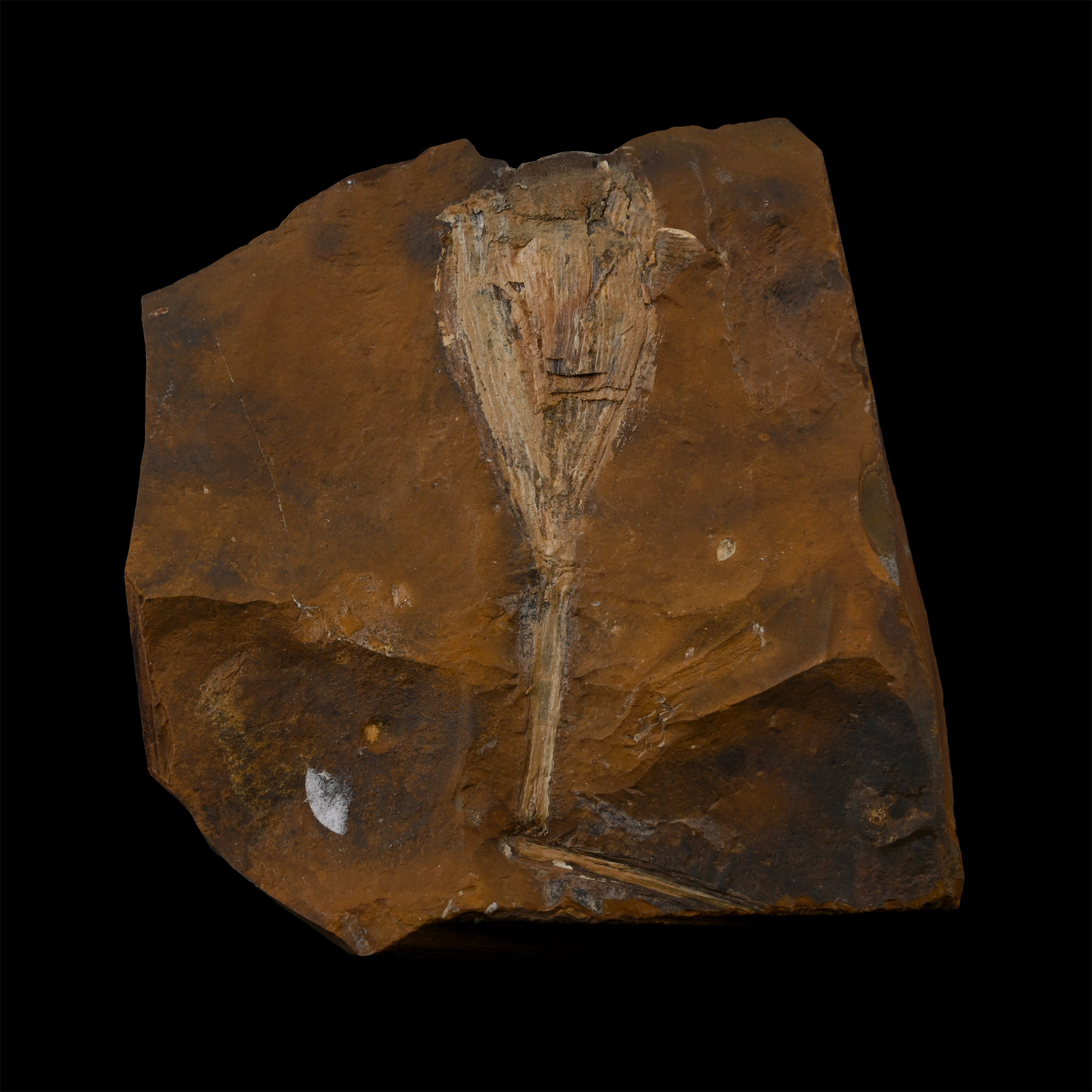 Fossil Ginko Leaf on Matrix
