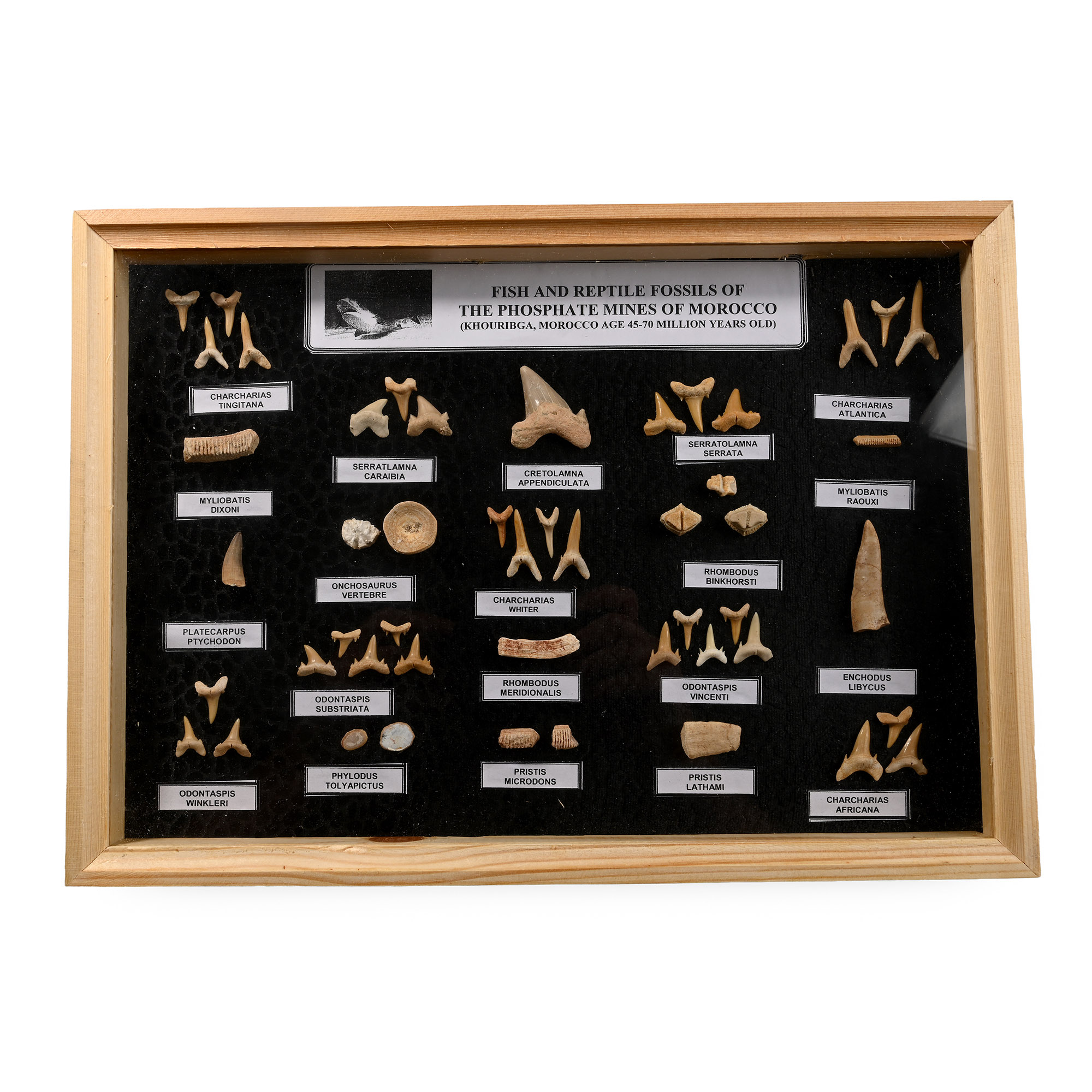 Fossil Shark's Teeth in Display Case