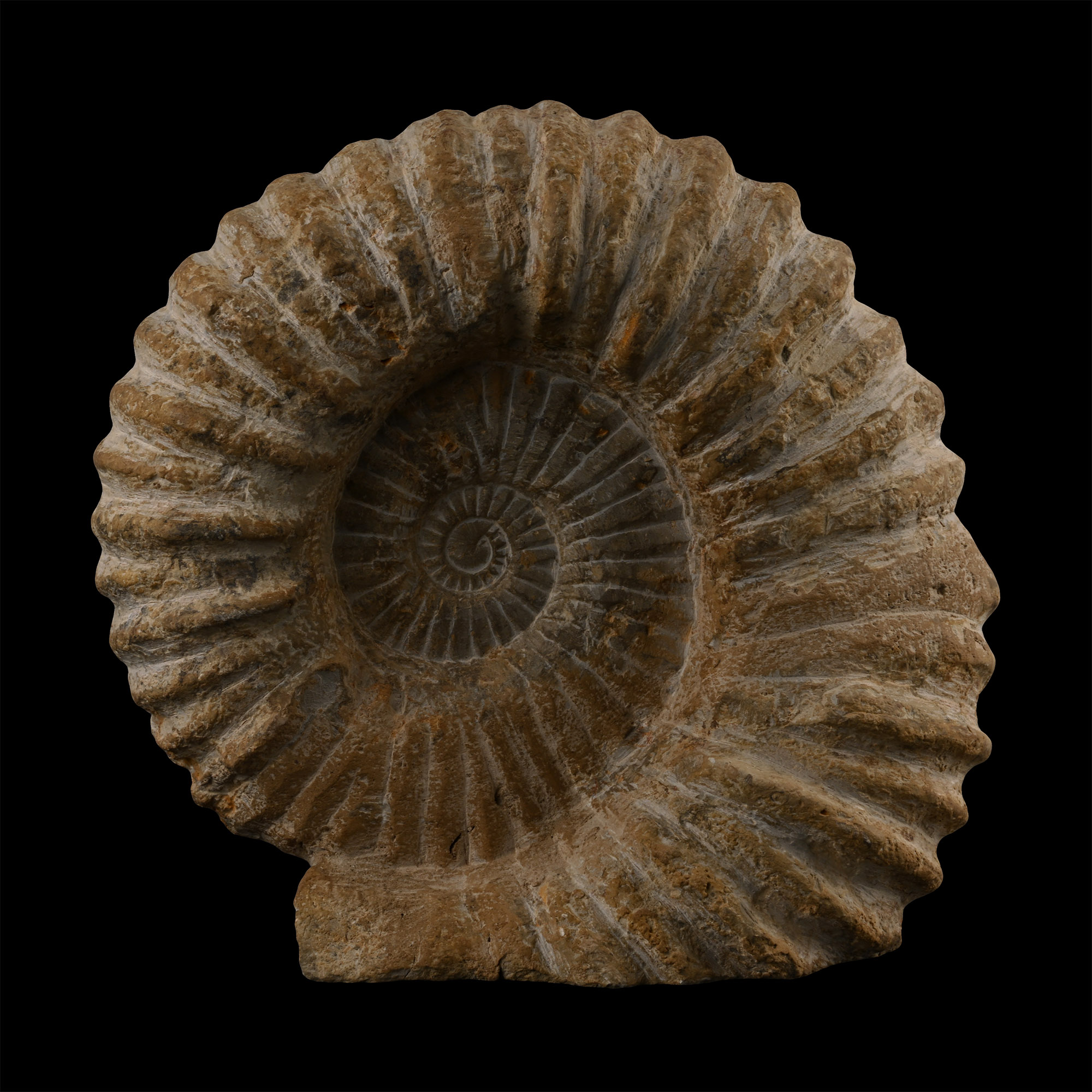 Large Agadir Ammonite Display with Cut Base