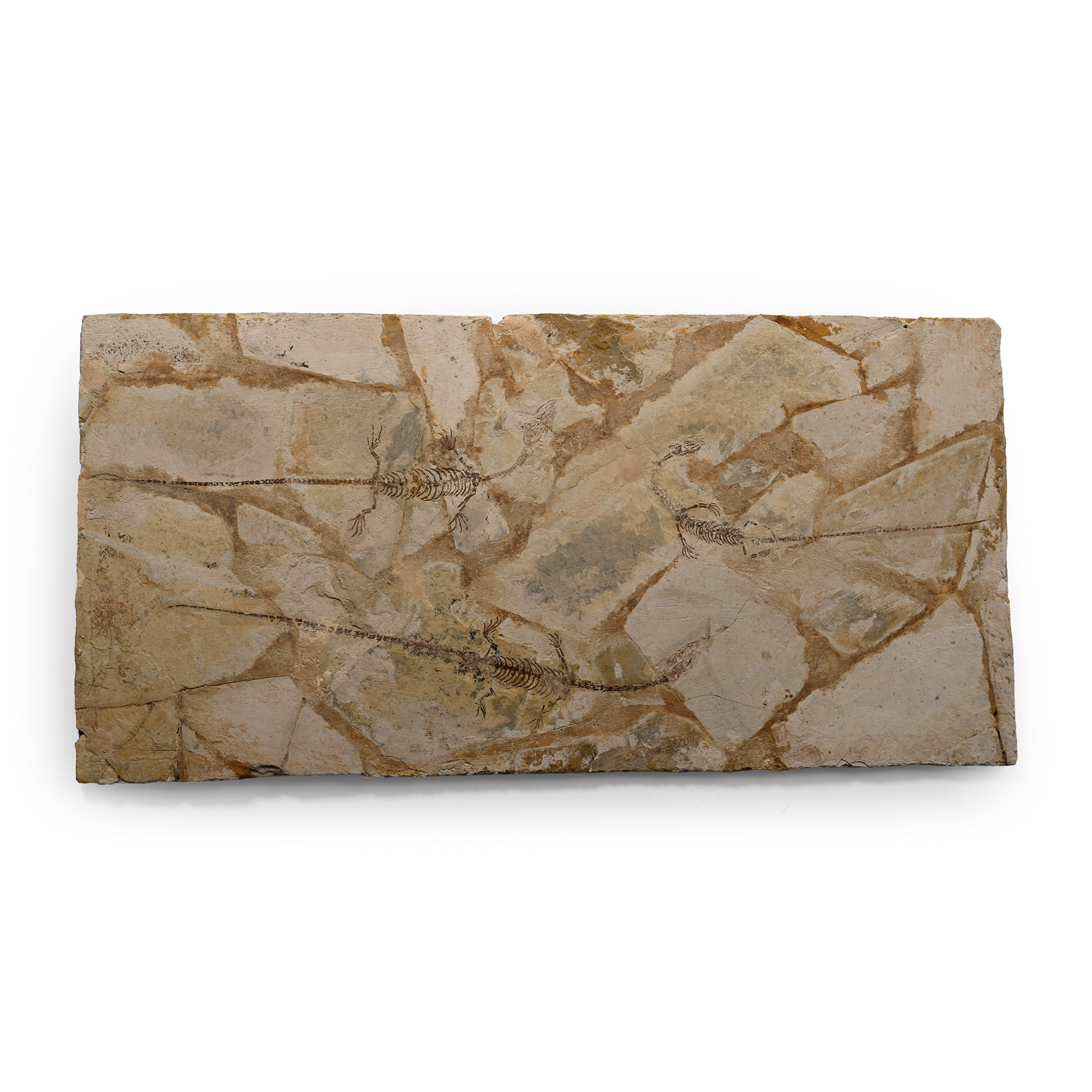 Triple Fossil Mesosaurus Reptile Plate