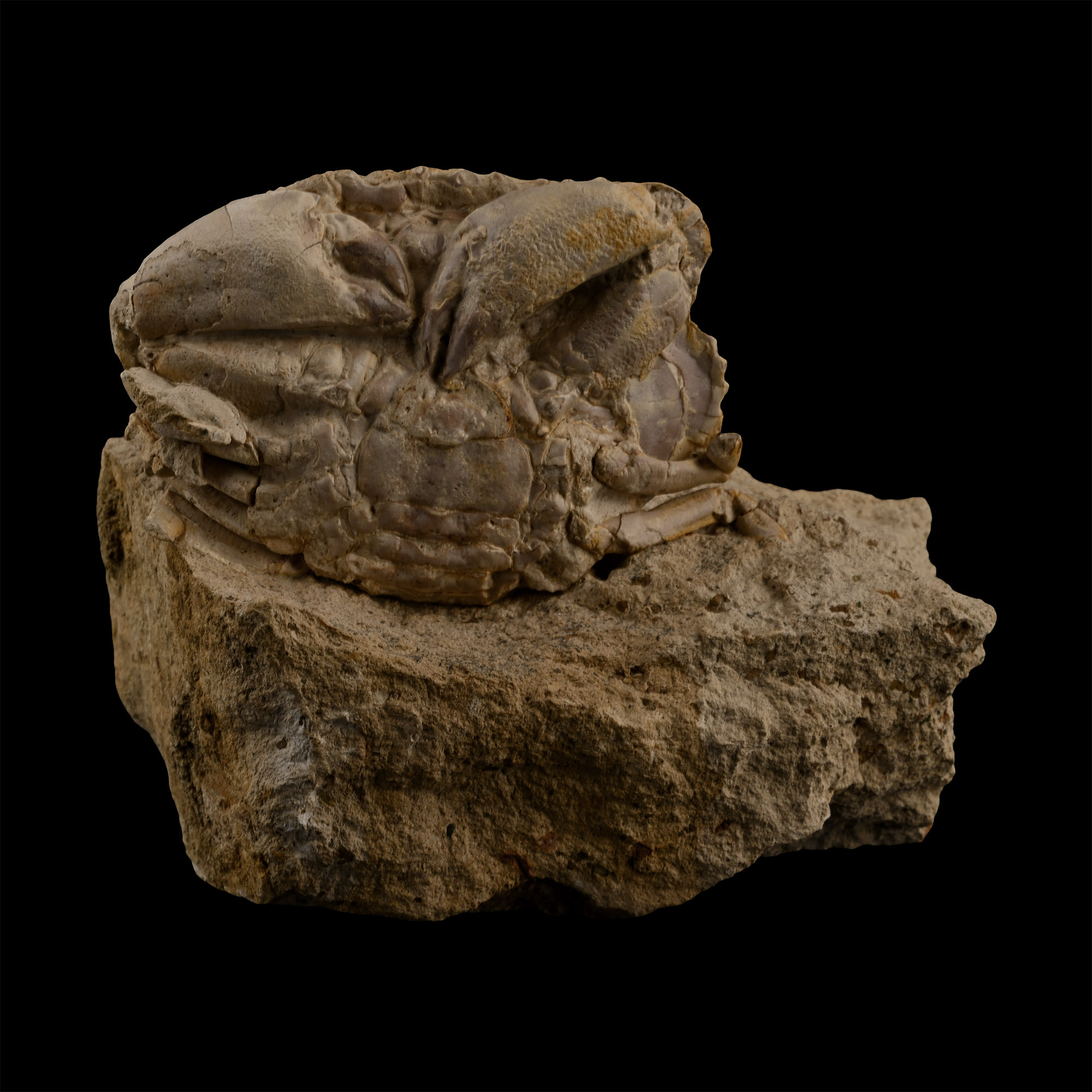 Fossil Crab on Matrix