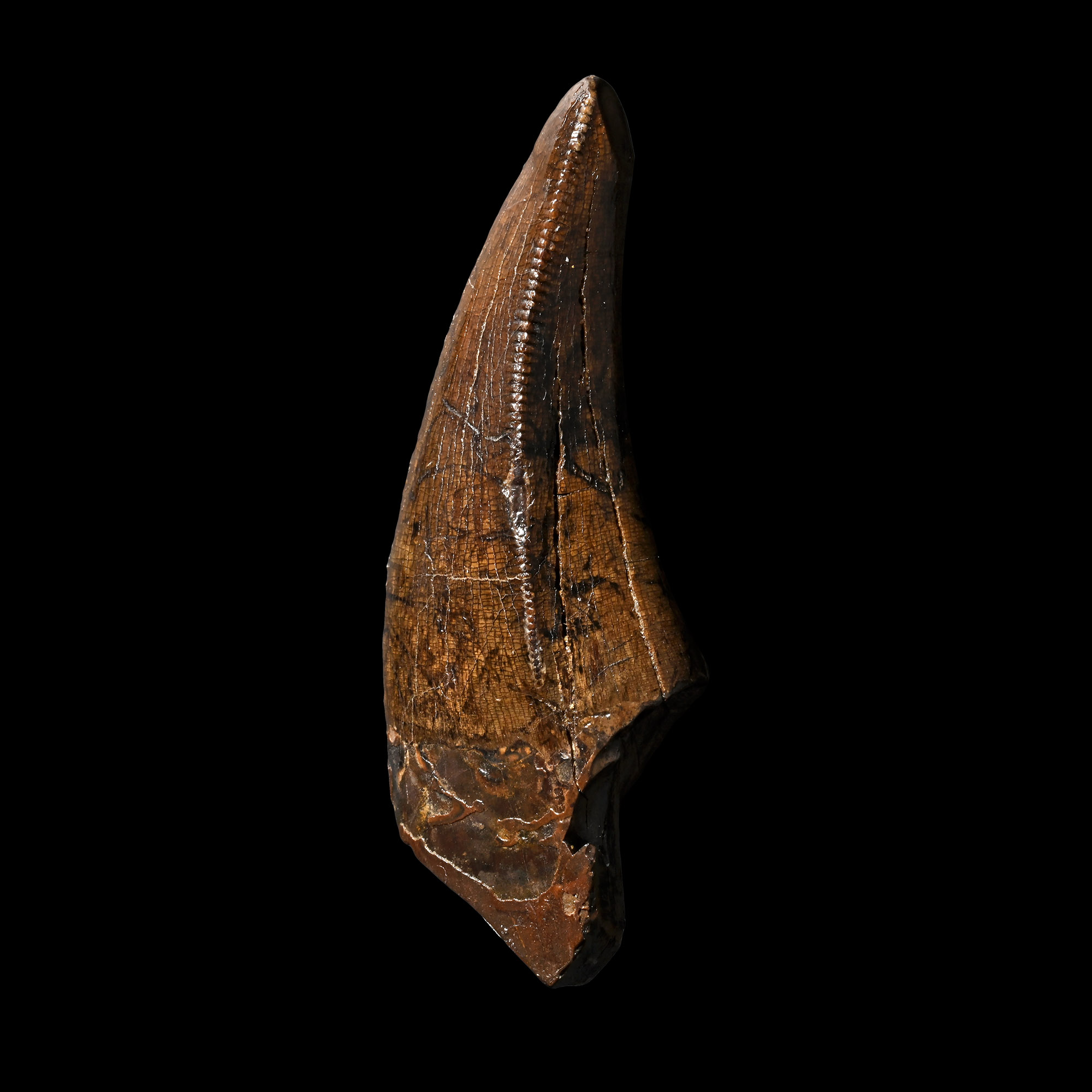 The Tooth of a North American Tyrannosaurus-Rex from Montana