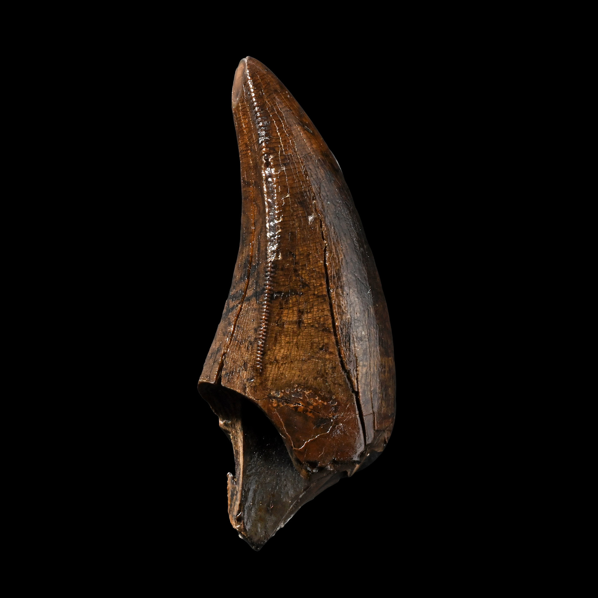 The Tooth of a North American Tyrannosaurus-Rex from Montana
