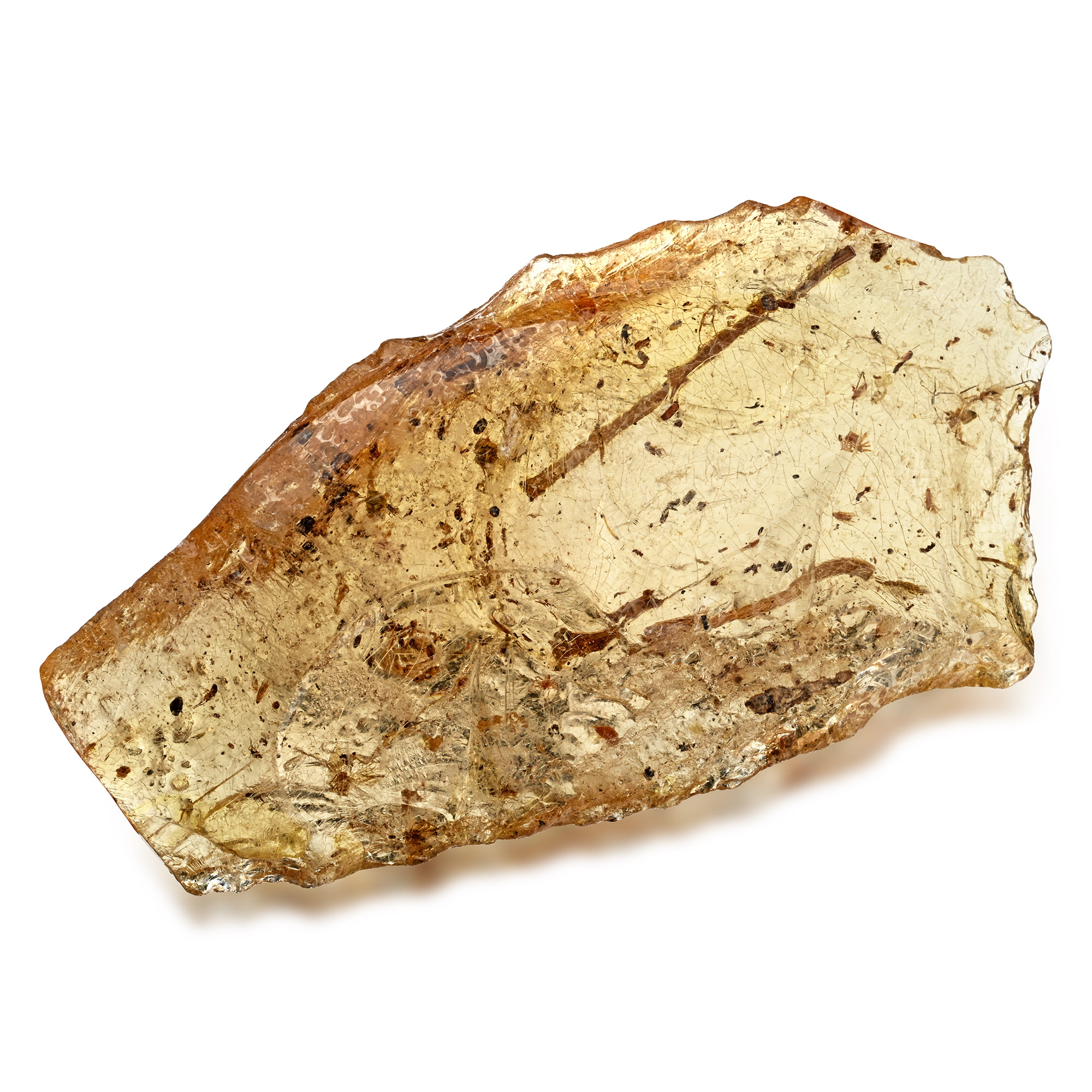 Polished Copal with Spiders and Other Insects
