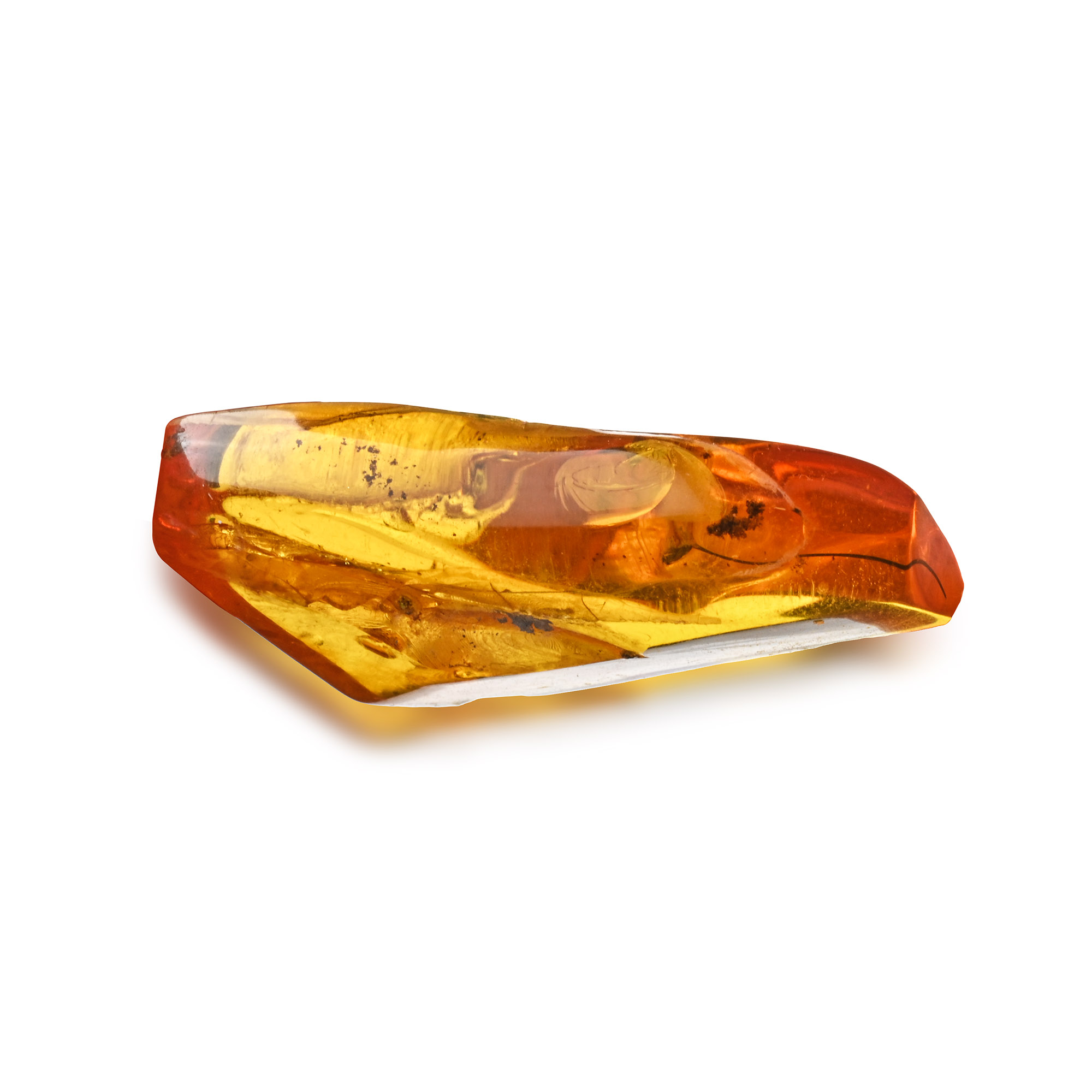 Polished Baltic Amber with an Insect and Other Inclusions