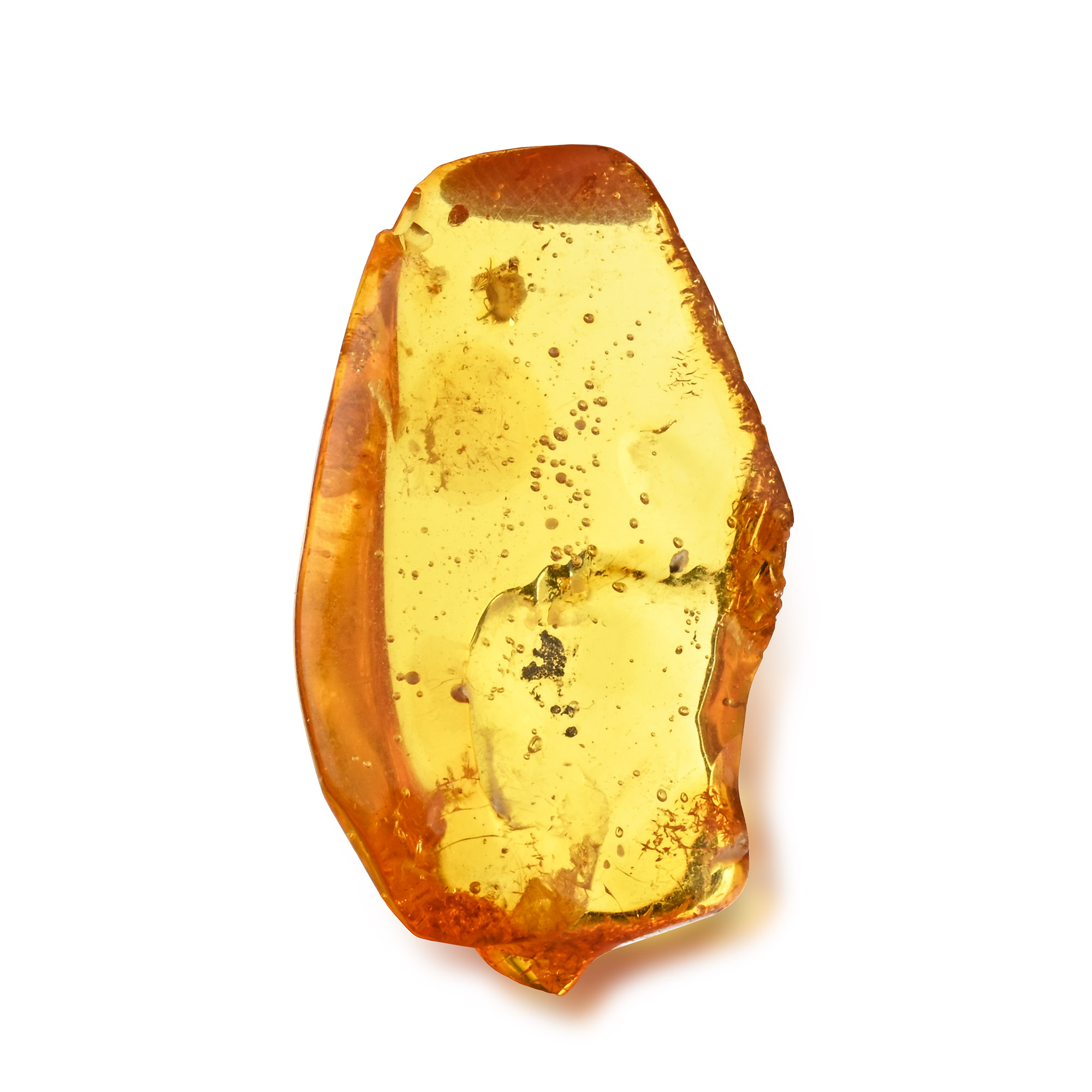 Polished Baltic Amber with an Insect