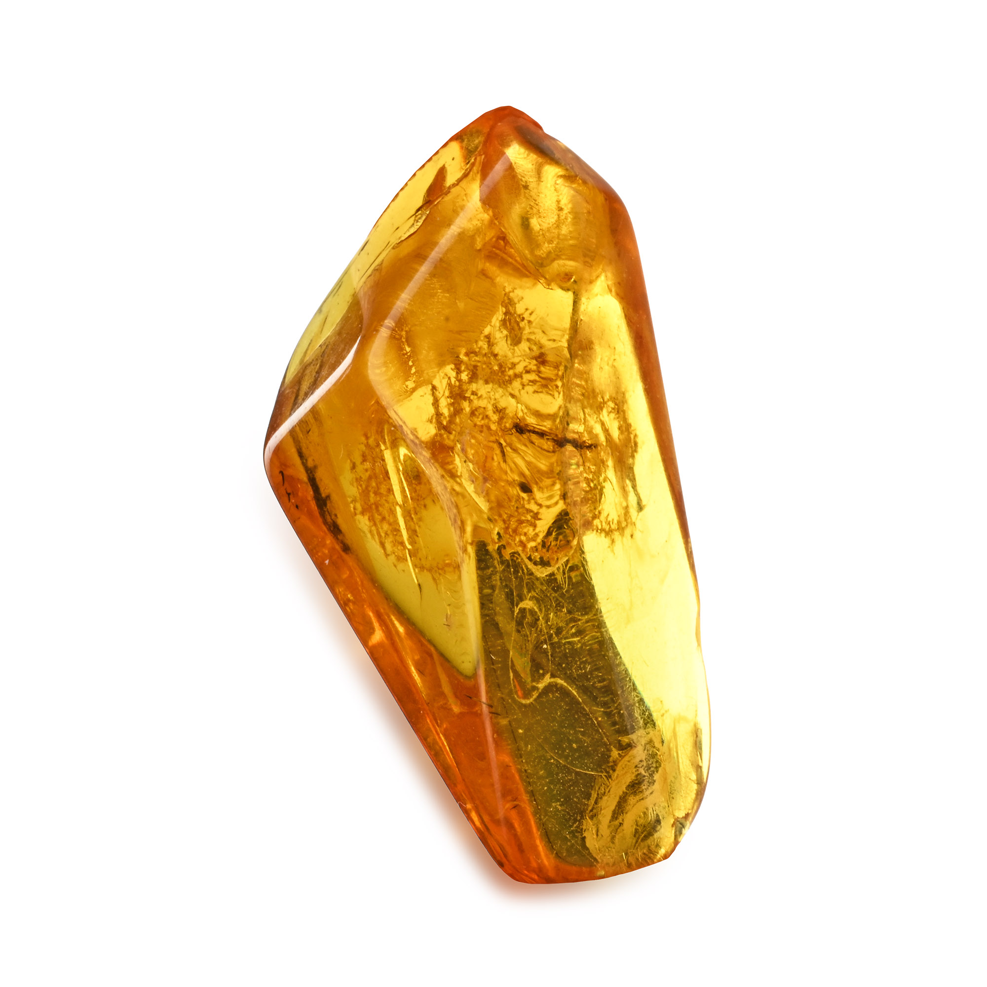Polished Baltic Amber with Fly
