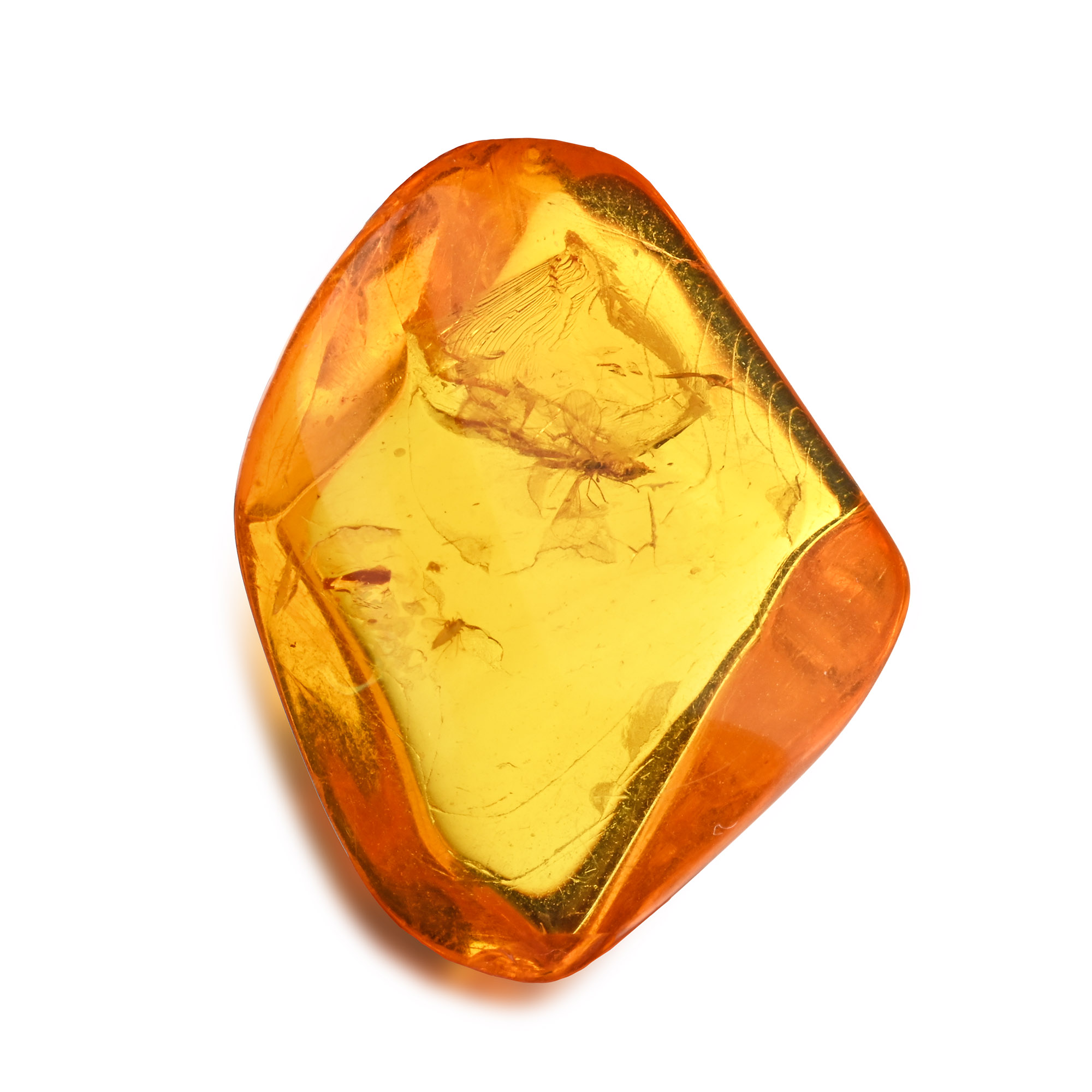 Polished Baltic Amber with Fly
