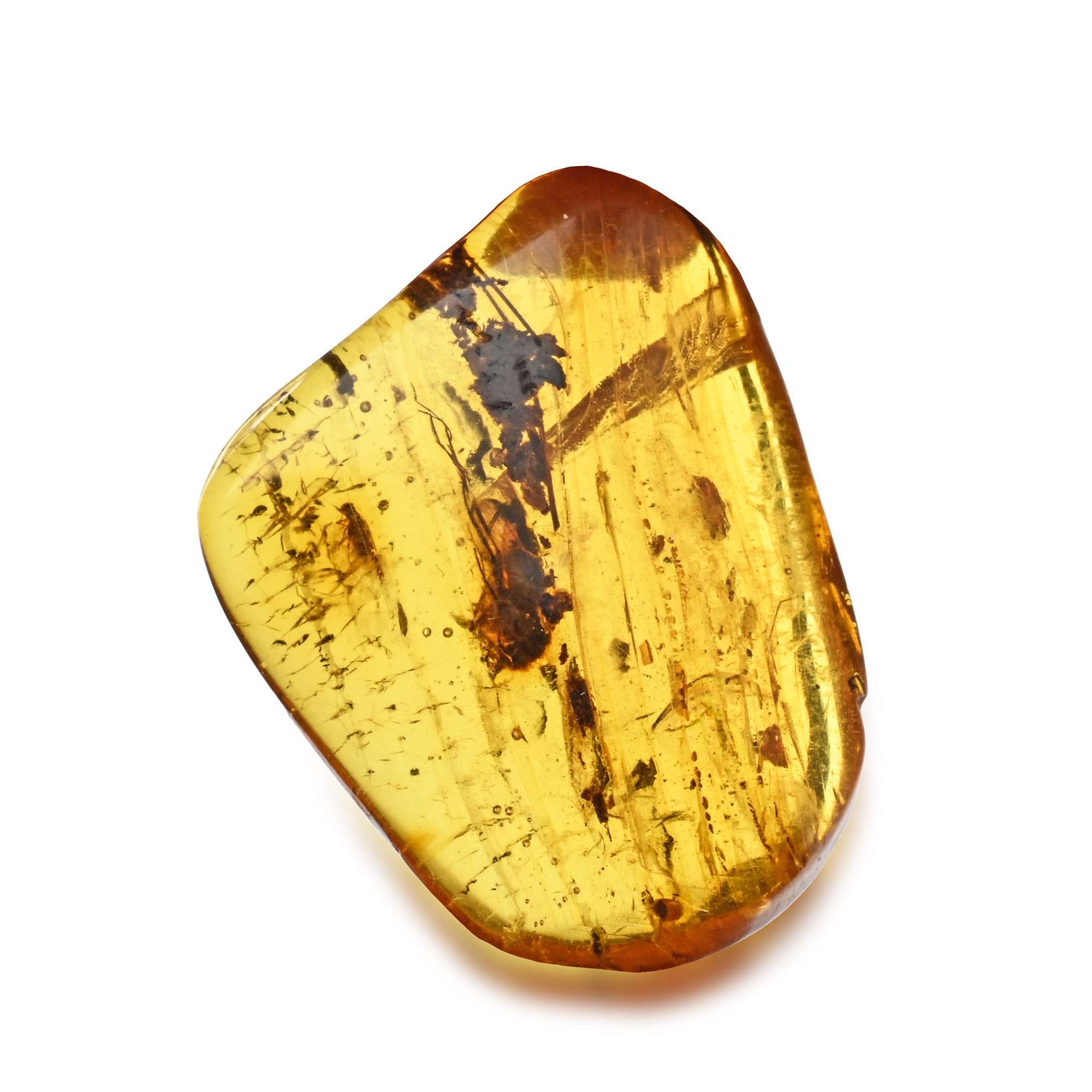 Polished Baltic Amber with a Flying Insect and Other Inclusions