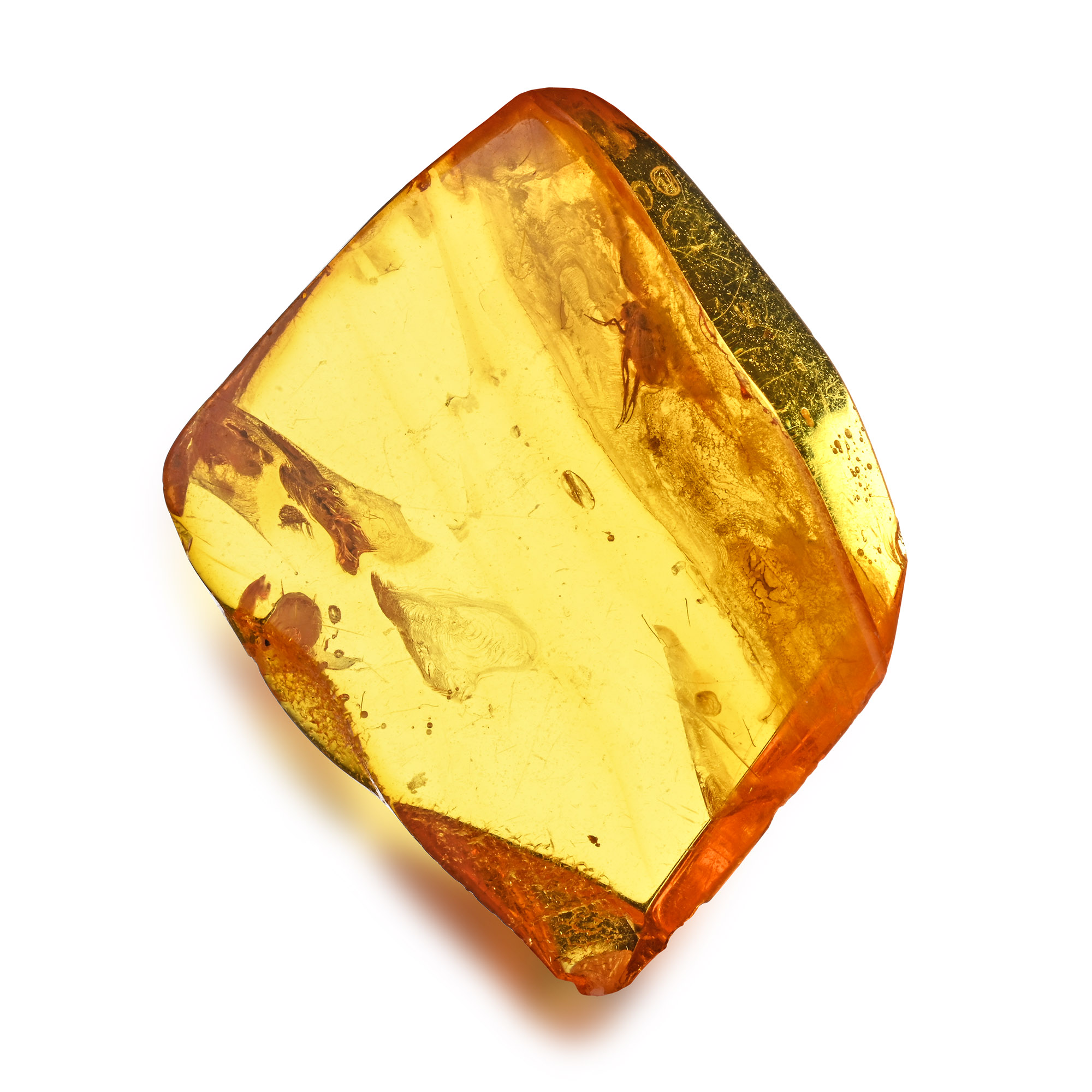 Polished Baltic Amber with Fly