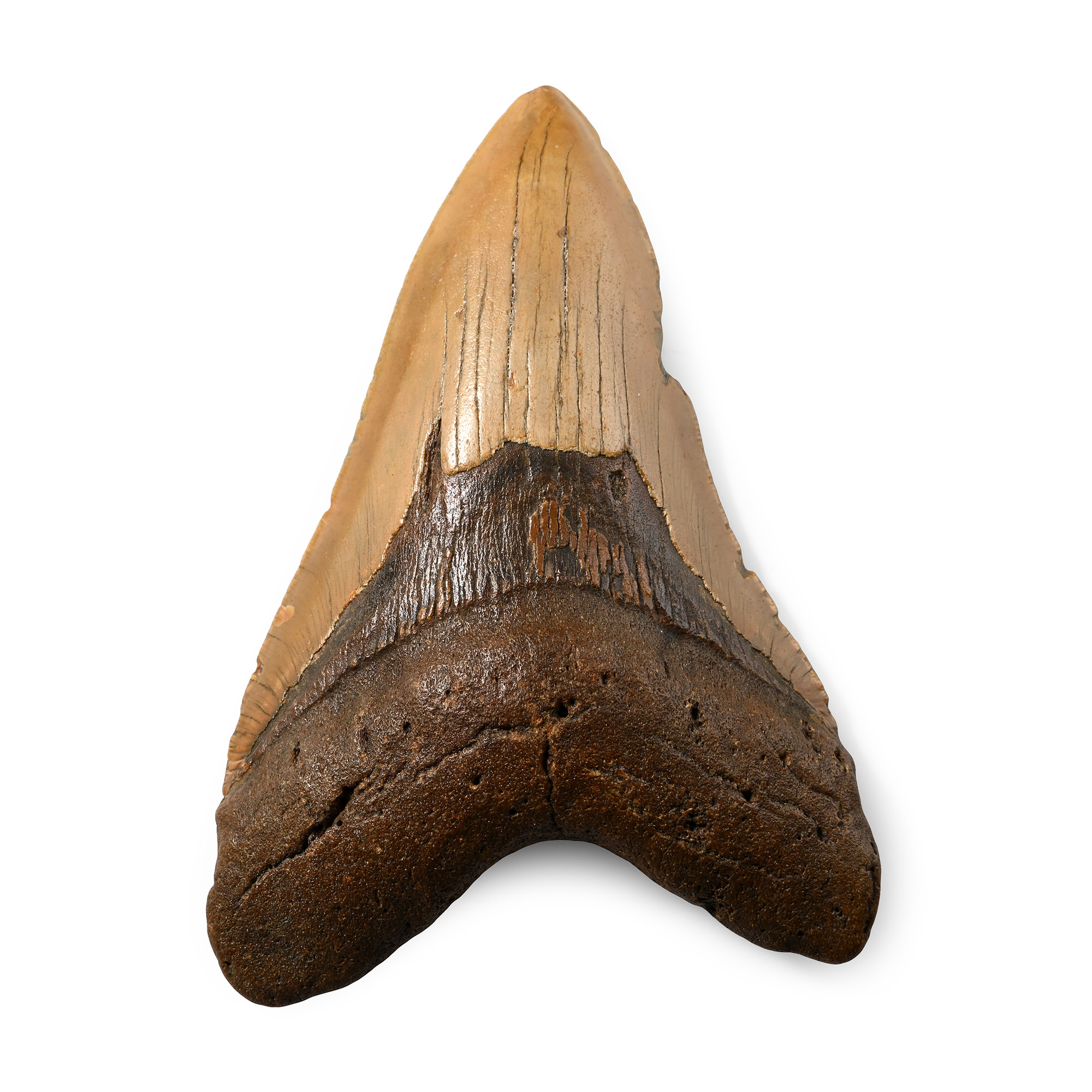 Large Megalodon Extinct Giant Shark Fossil Tooth