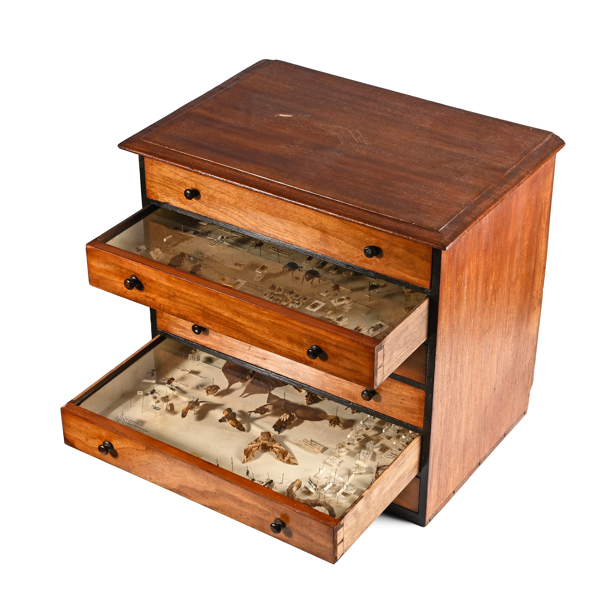 Victorian Collector's Cabinet of Drawers with Entomological Collection