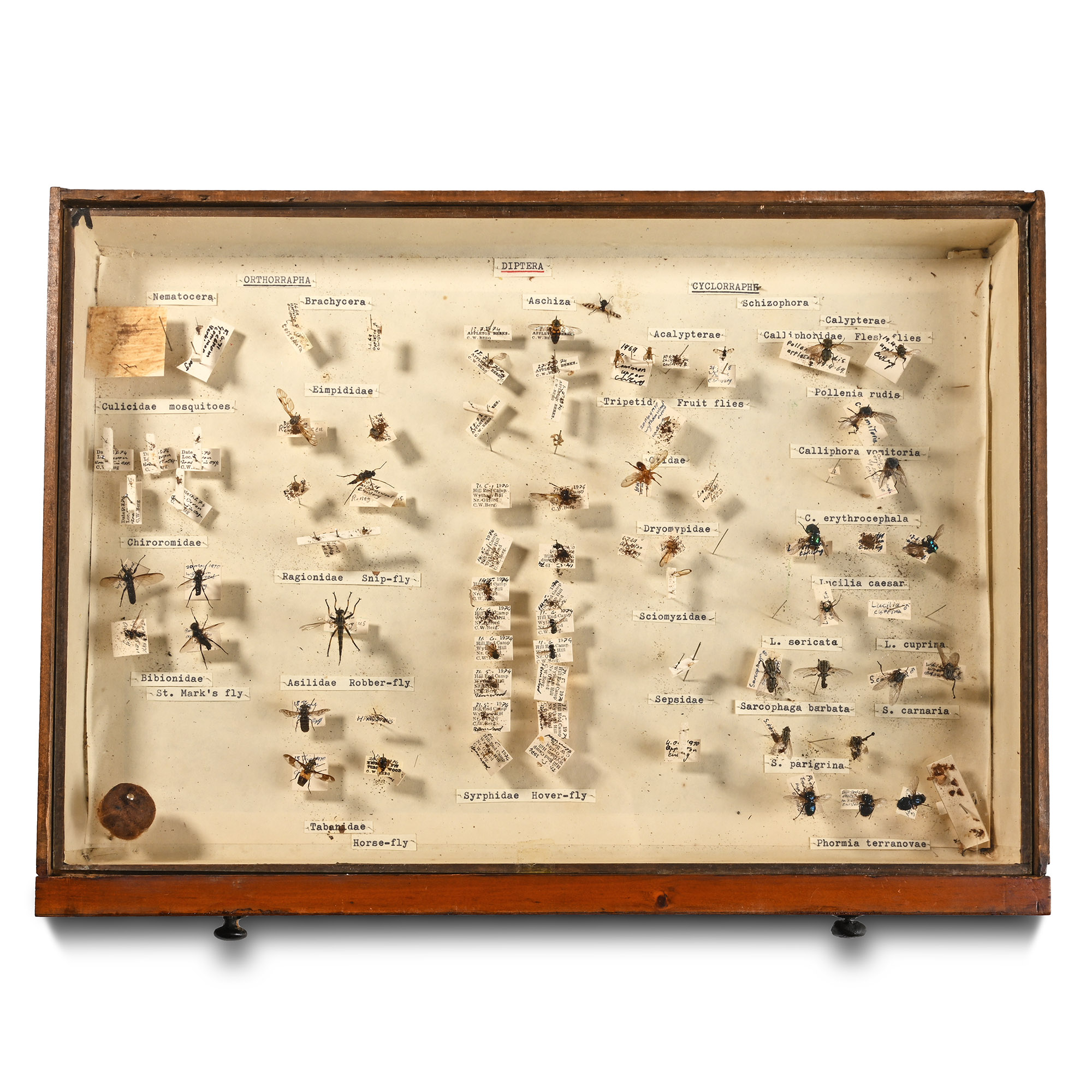 Victorian Collector's Cabinet of Drawers with Entomological Collection