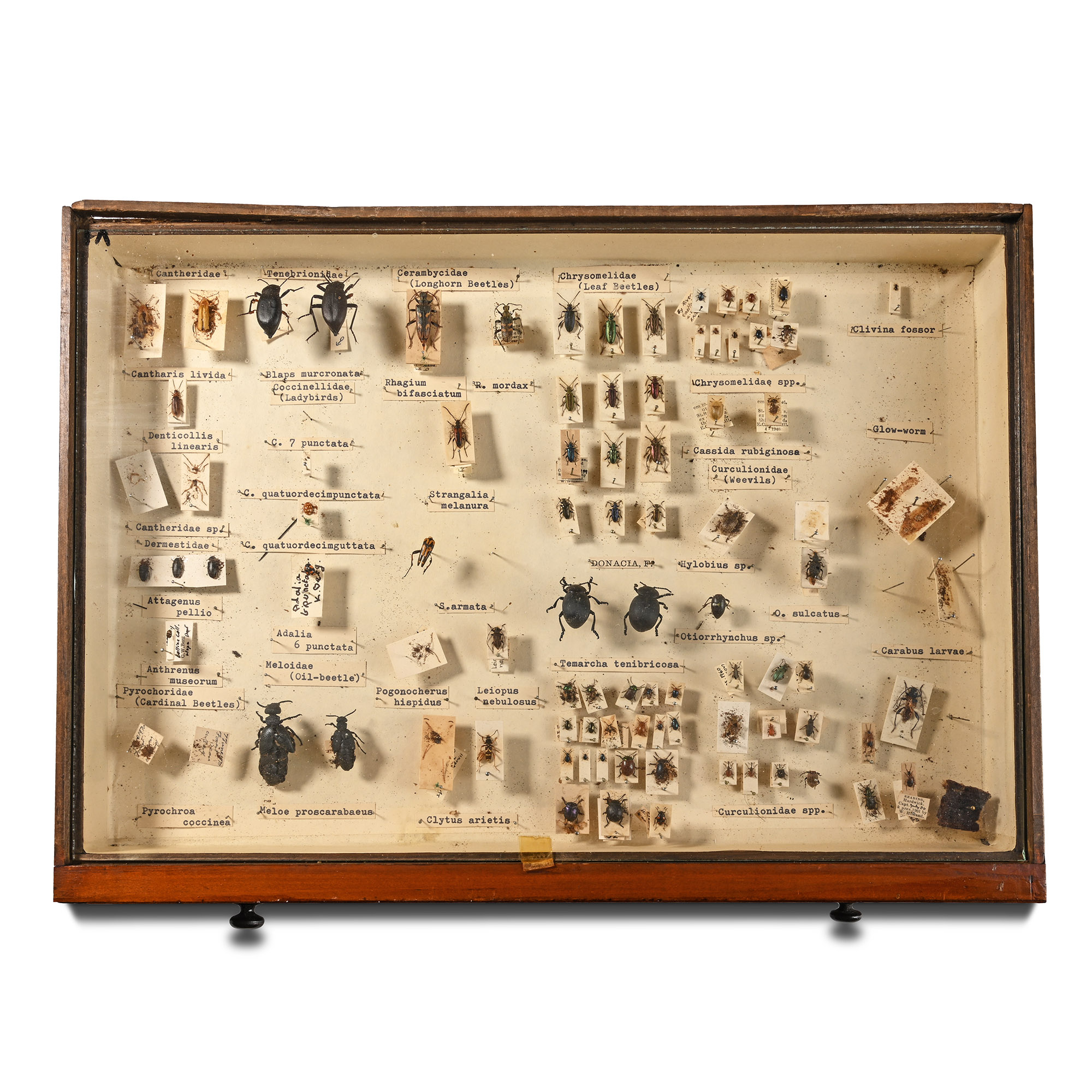 Victorian Collector's Cabinet of Drawers with Entomological Collection