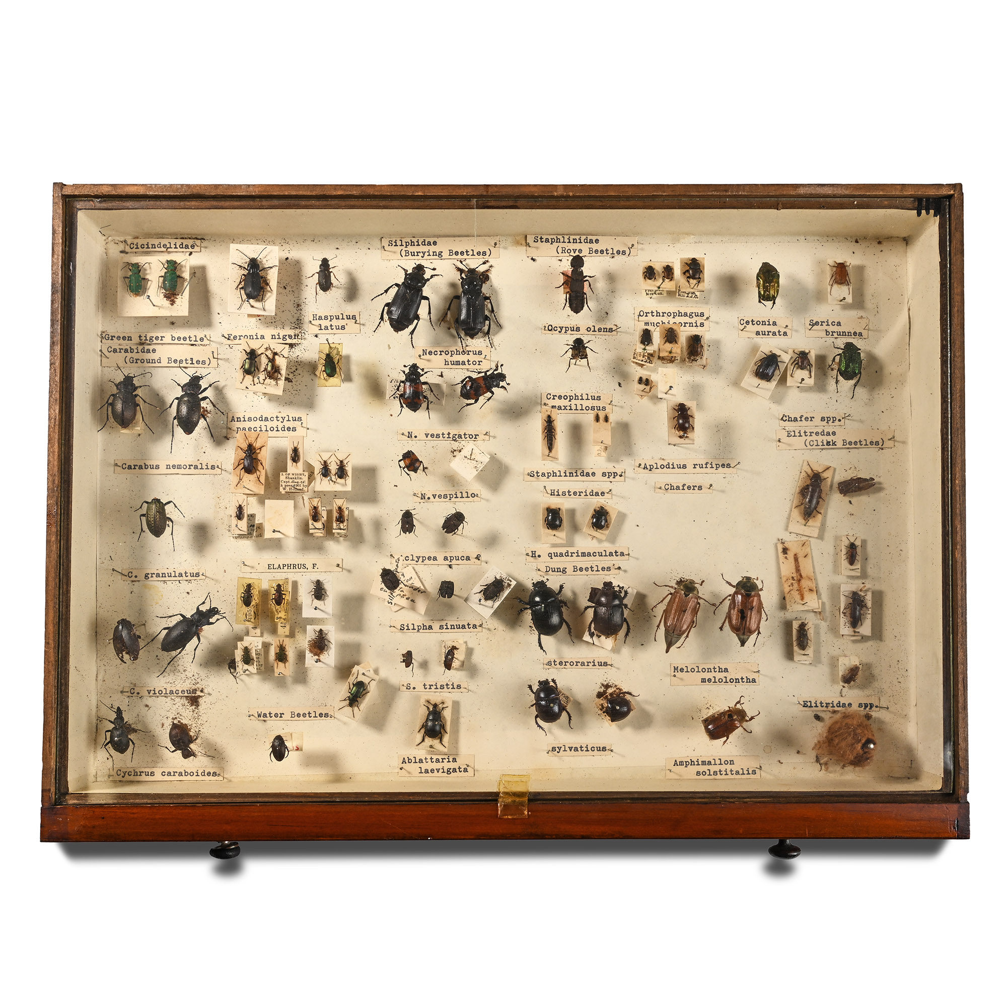 Victorian Collector's Cabinet of Drawers with Entomological Collection