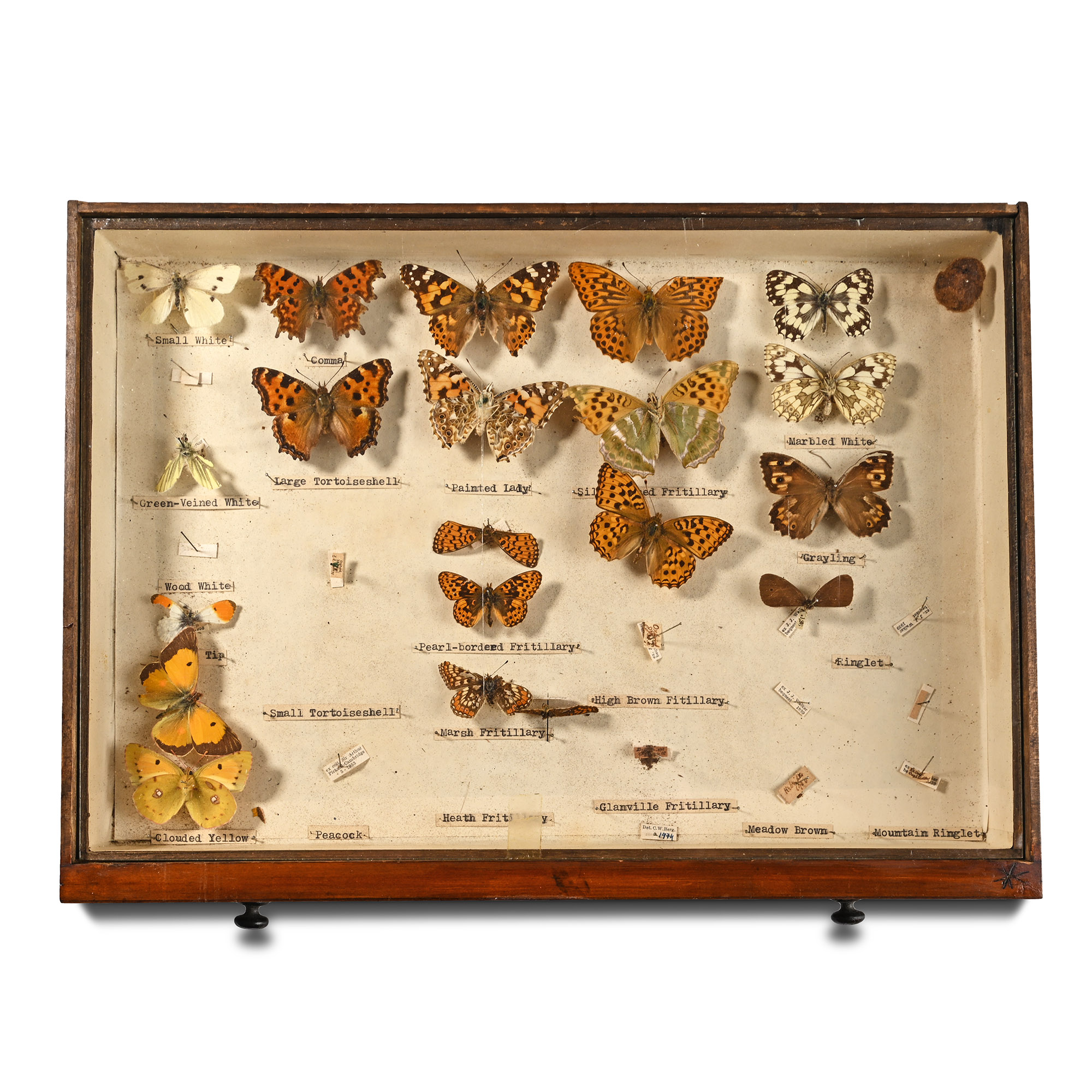 Victorian Collector's Cabinet of Drawers with Entomological Collection